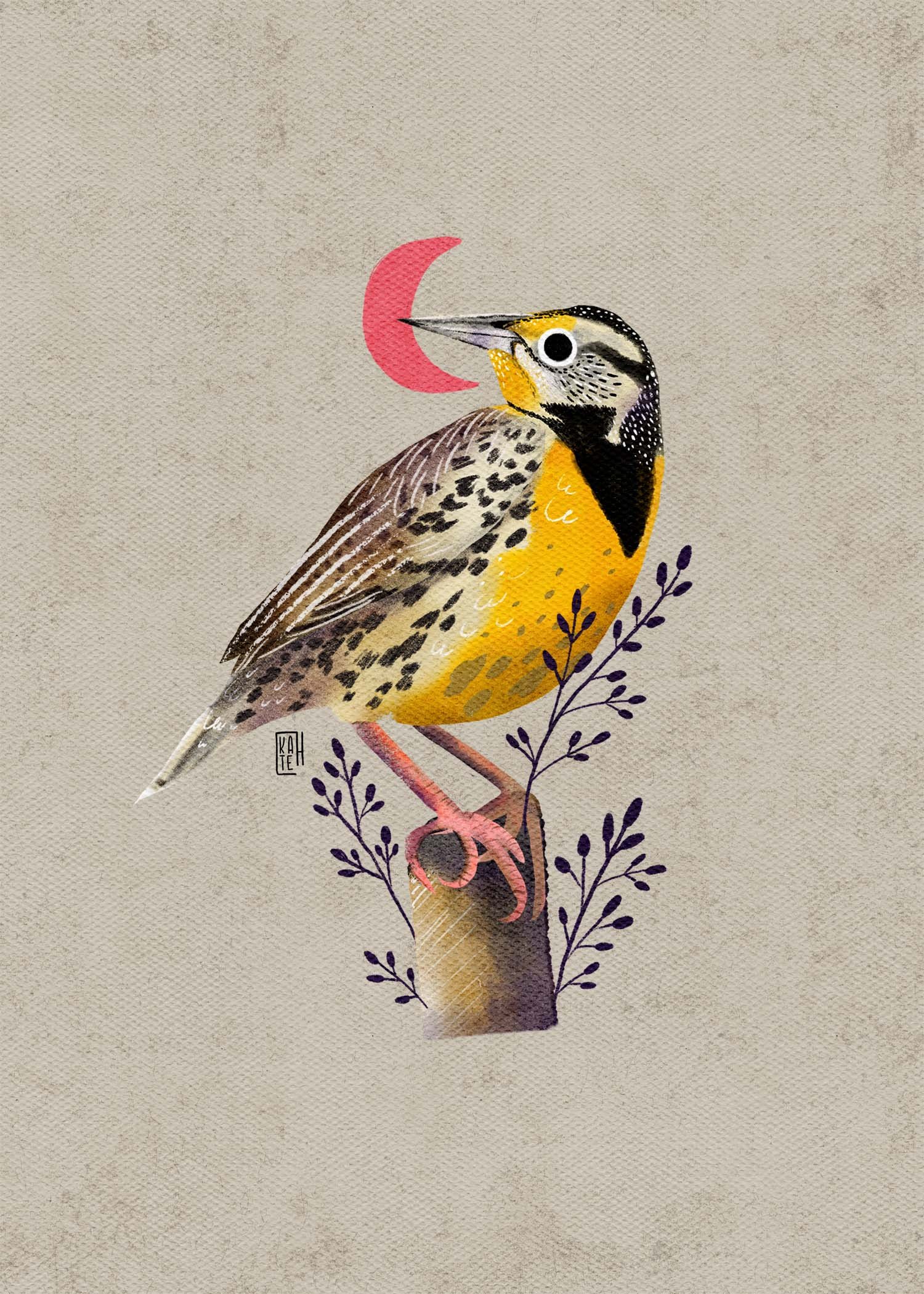 SBC-147 Eastern Meadowlark-1.jpg