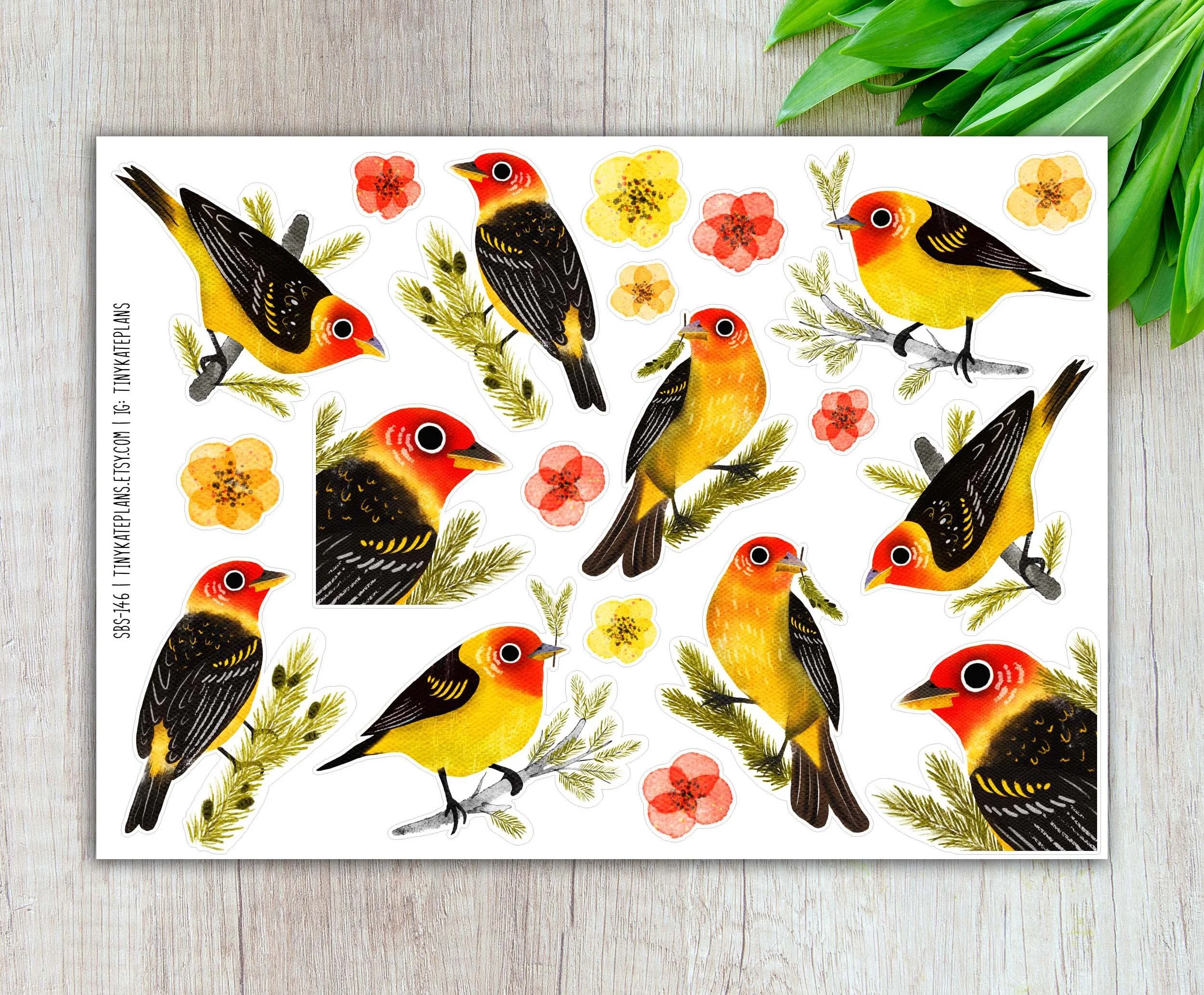 SBS-146 Western tanager 5x7 etsy.jpg