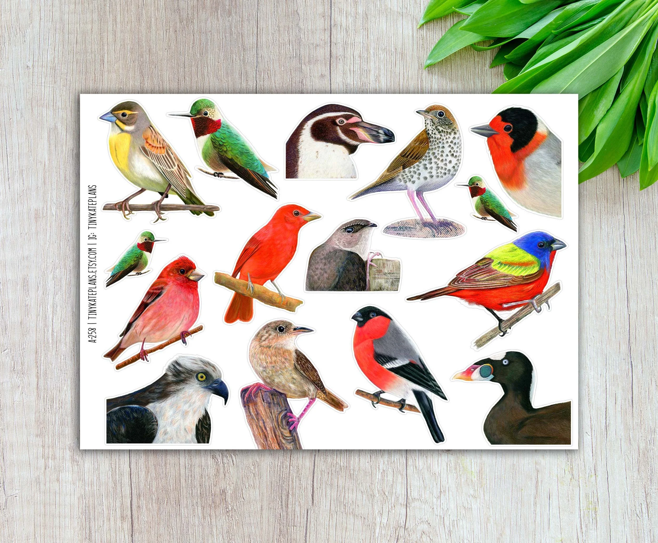 A-258 realistic birds two 5x7 etsy.jpg