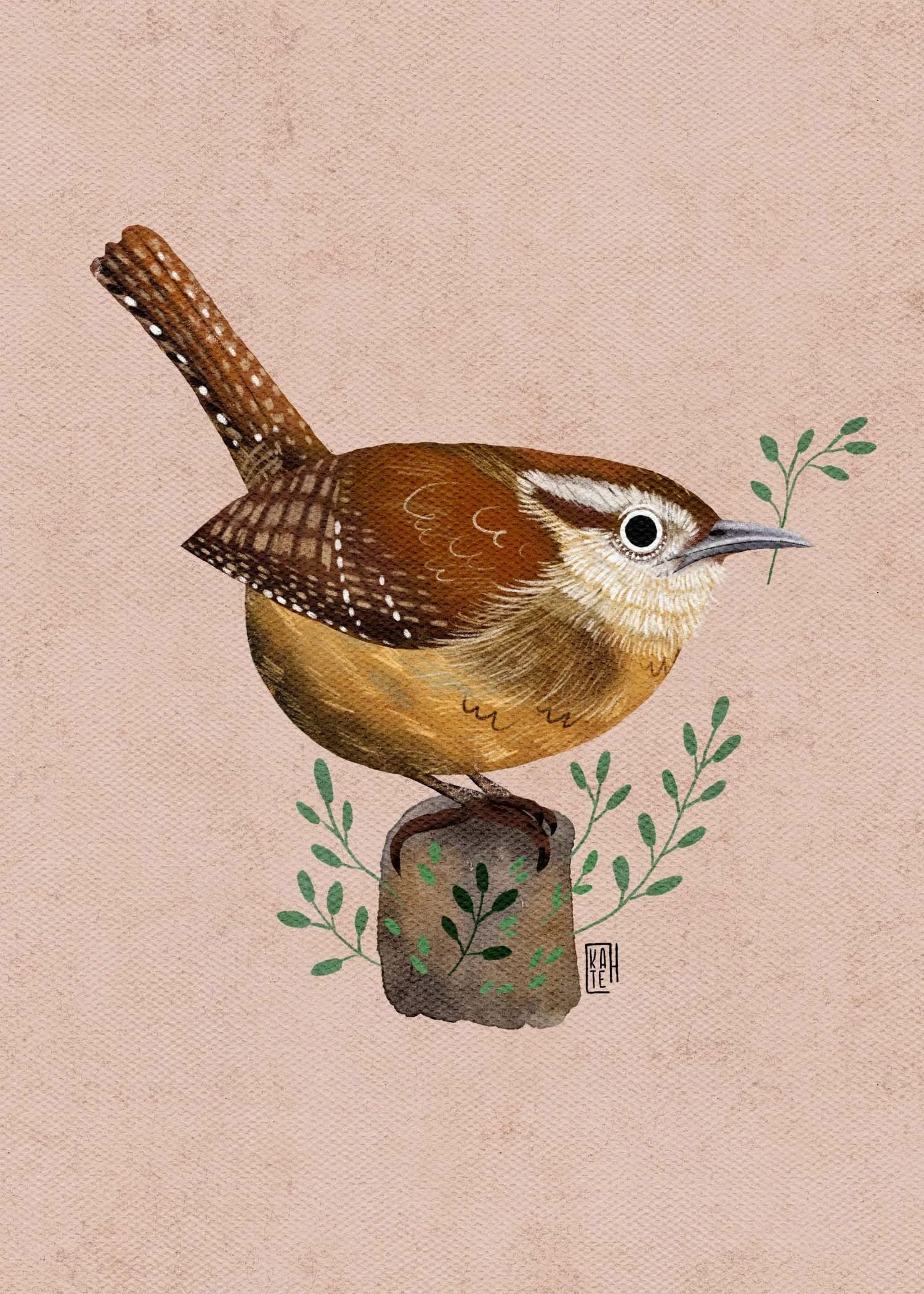 SBC-142 carolina wren-3.jpg