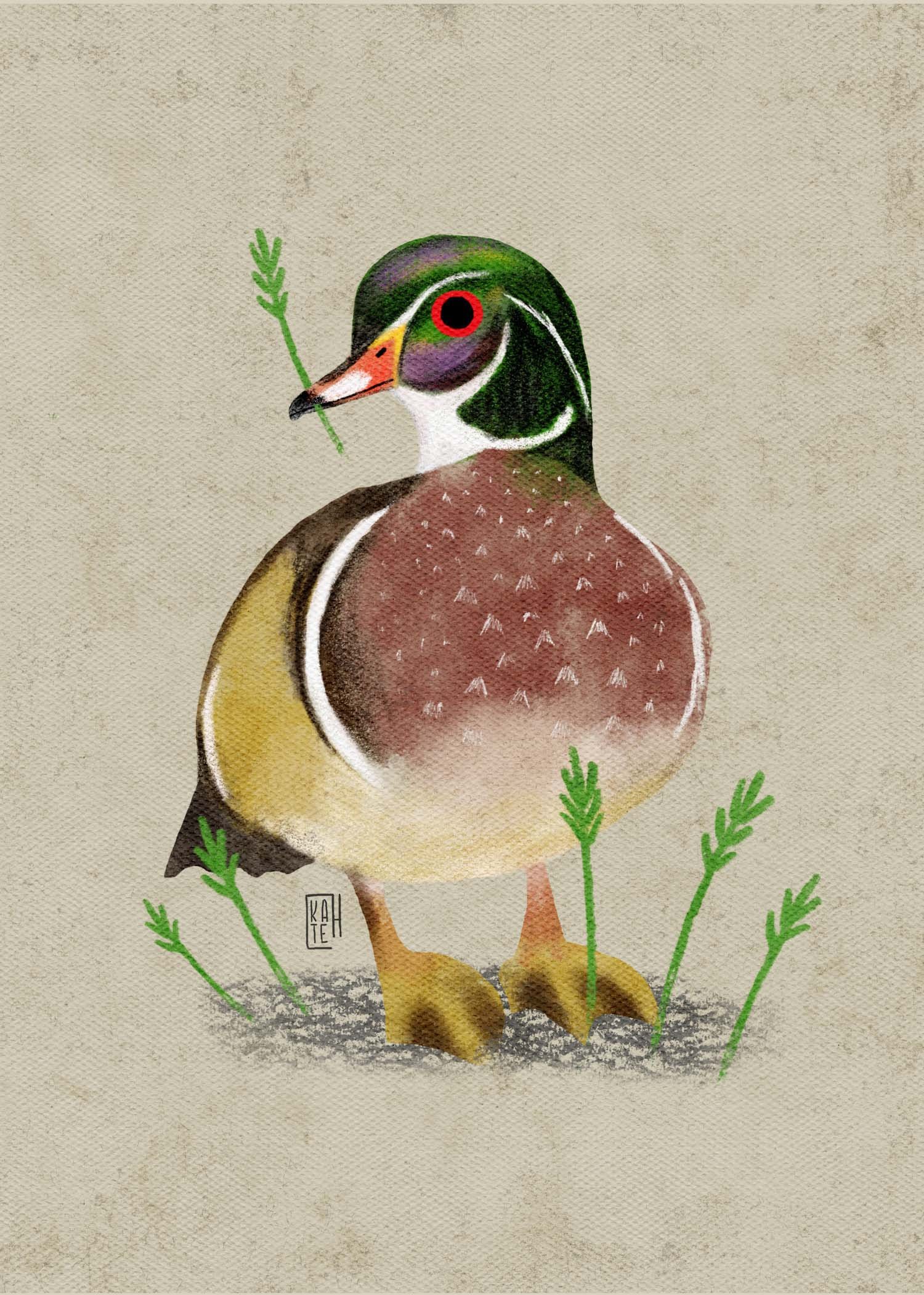 SBC-113 wood duck 3.jpg
