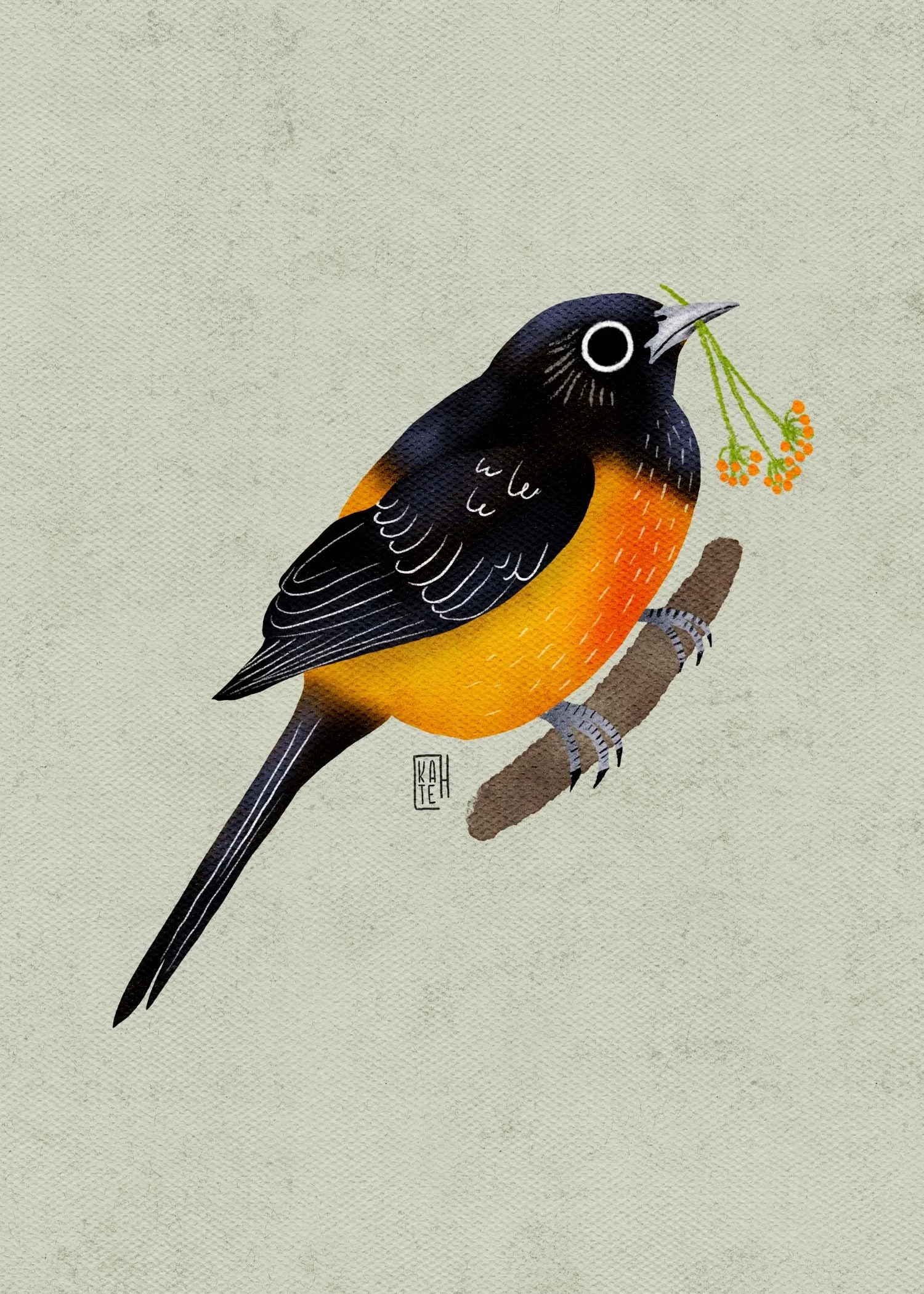 SBC-150 baltimore oriole-3.jpg