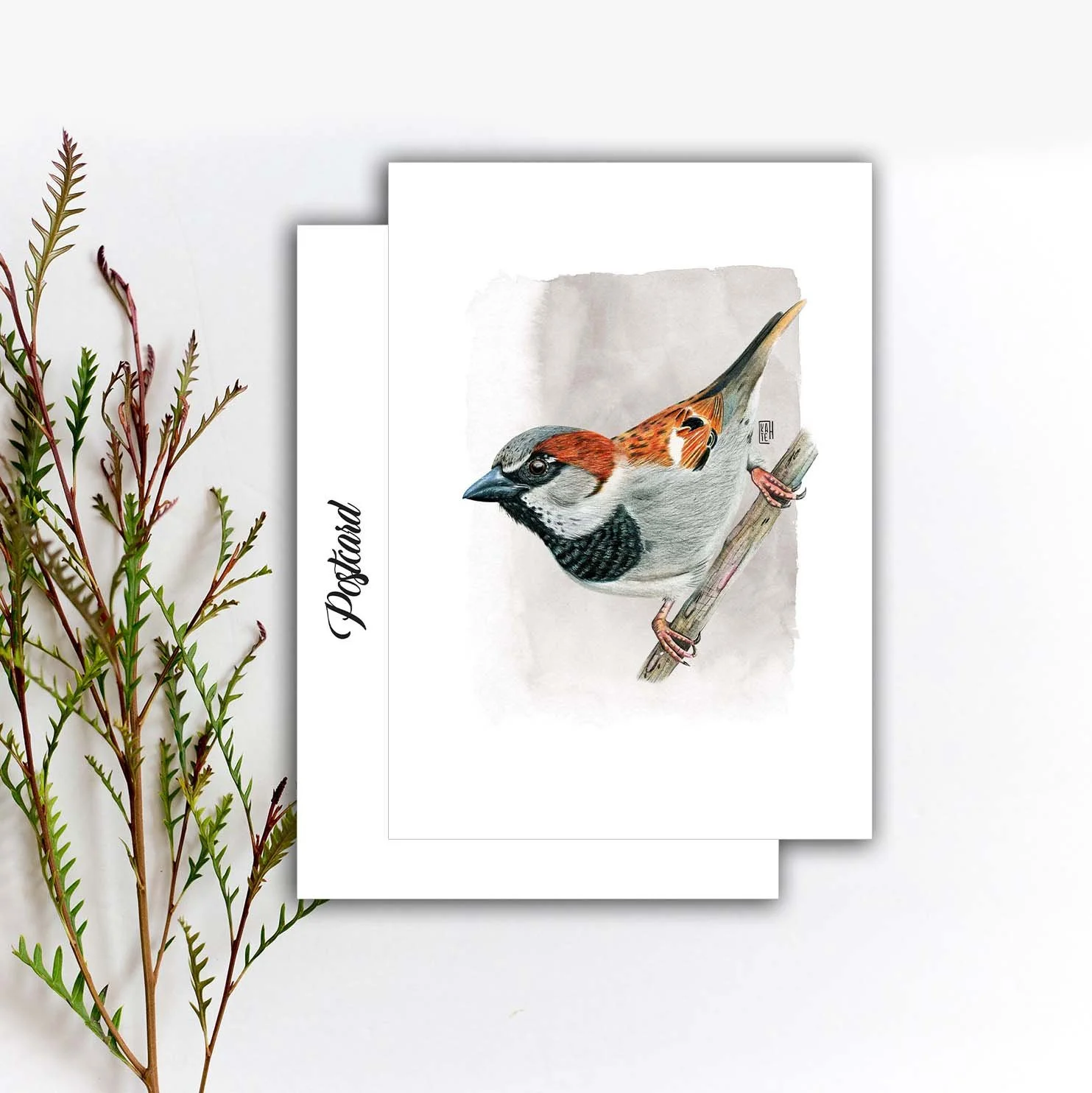 PC-116 house sparrow 5x7 etsy.jpg