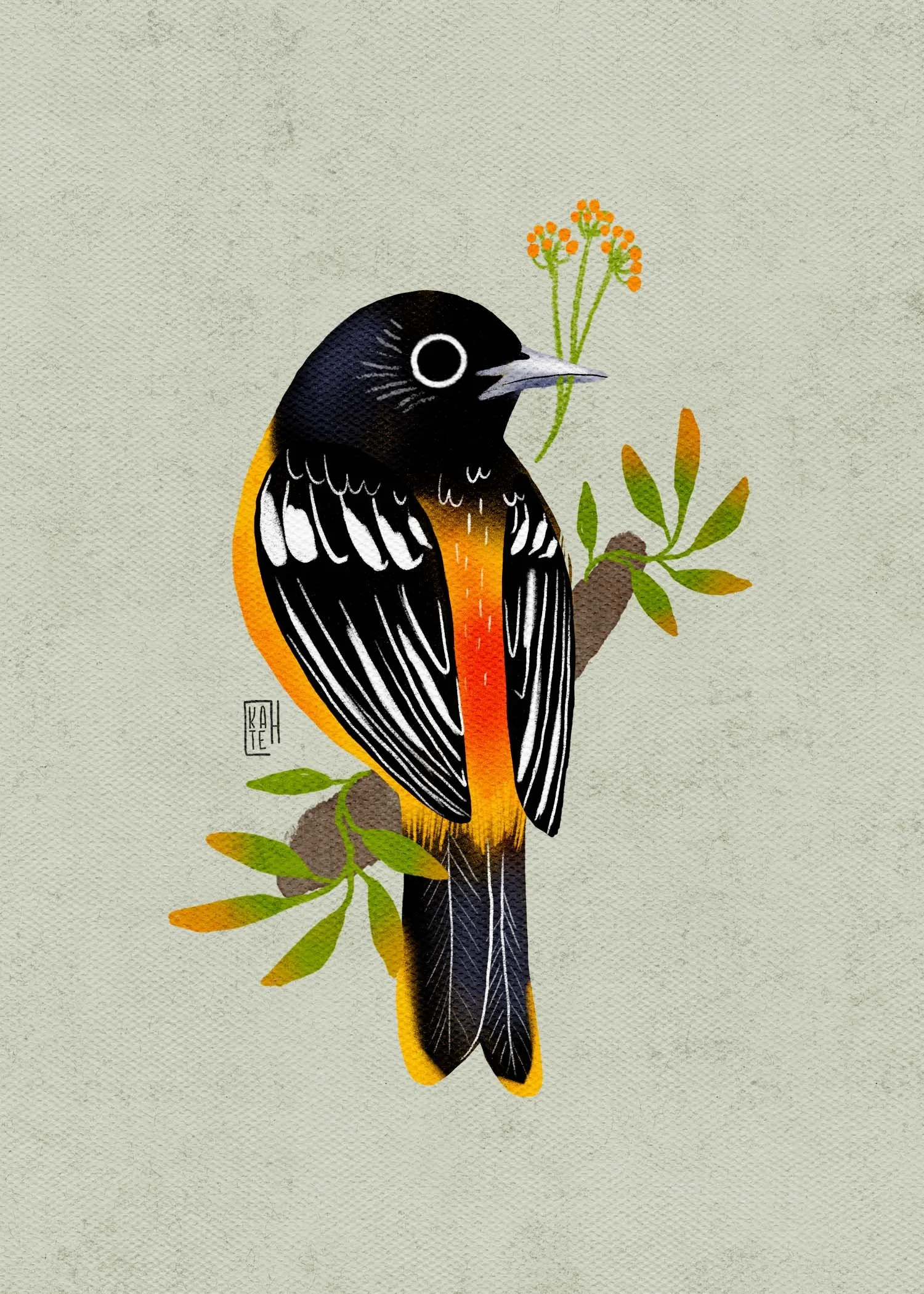 SBC-150 baltimore oriole-5.jpg