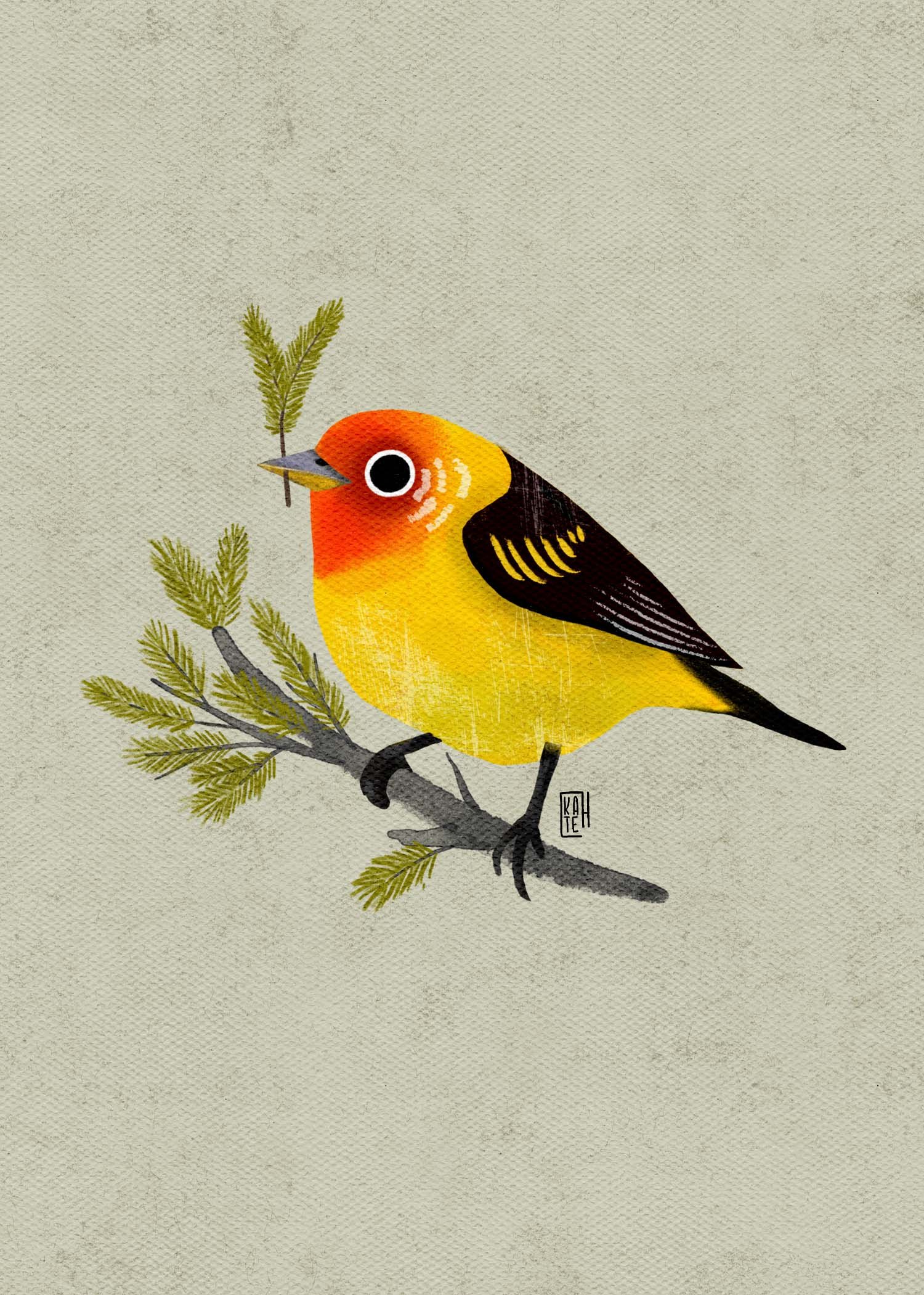 SBC-146 western tanager-1.jpg