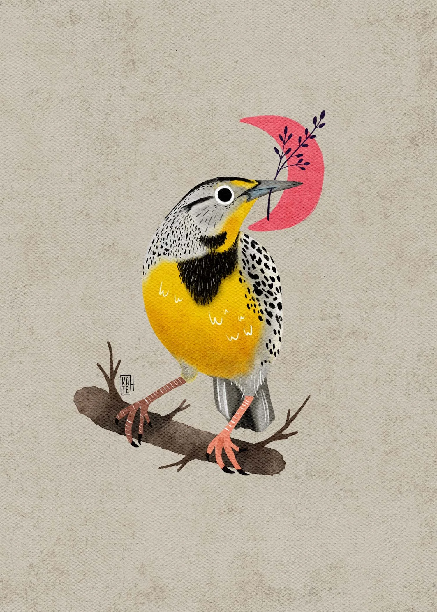 SBC-147 Eastern Meadowlark-4.jpg