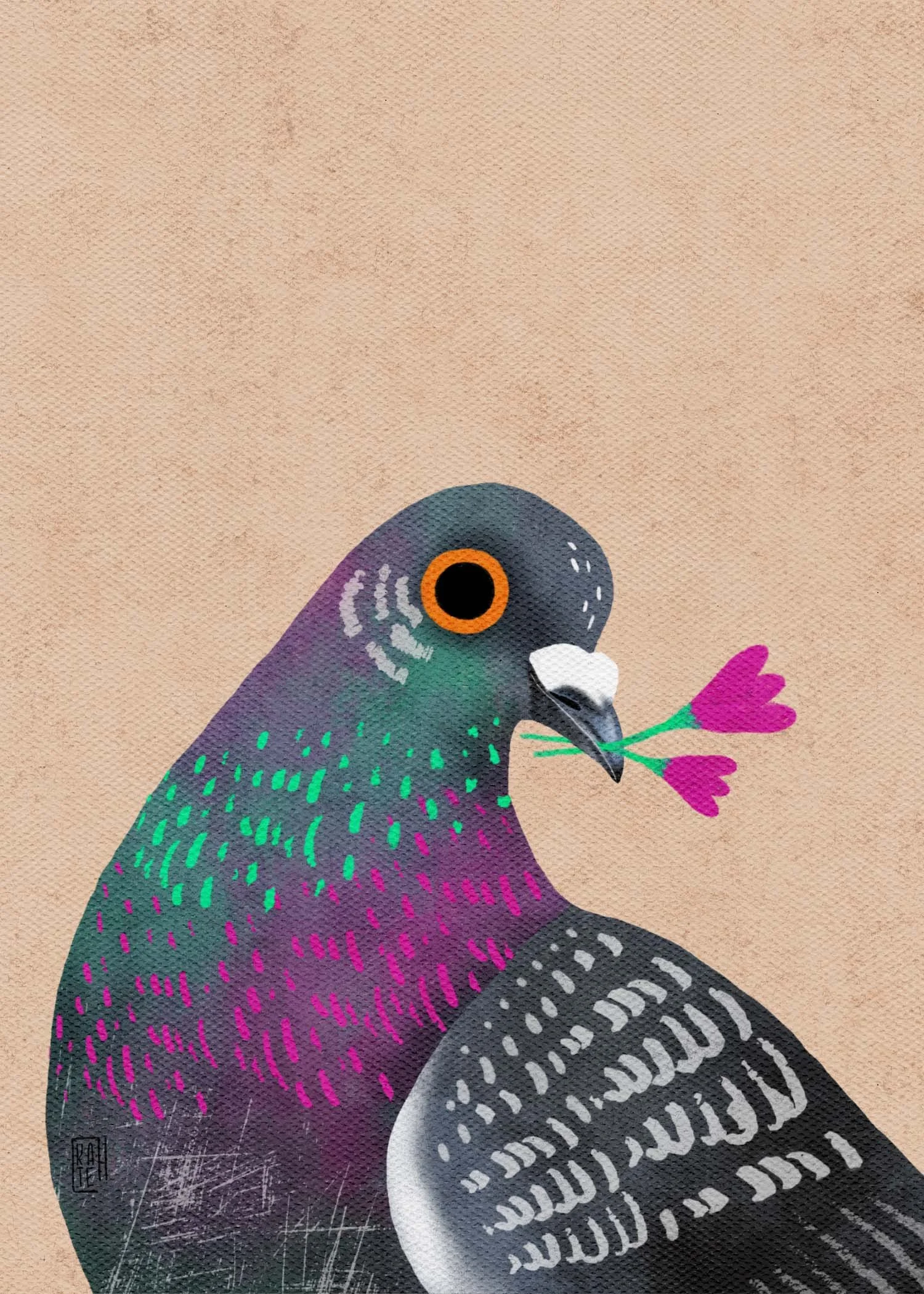 SBC-144 rock pigeons-5.jpg