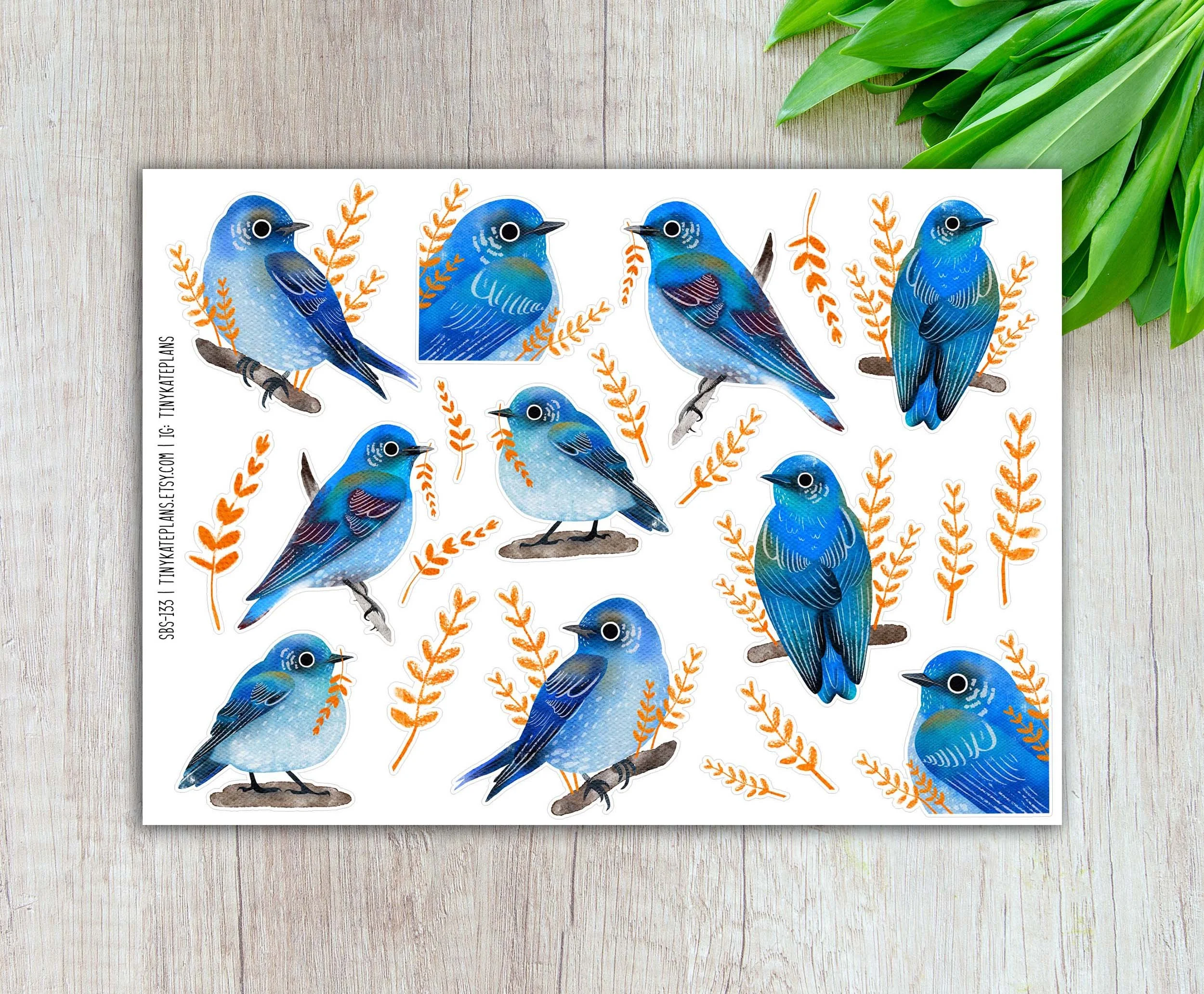 SBS-133 Mountain bluebird 5x7 etsy.jpg