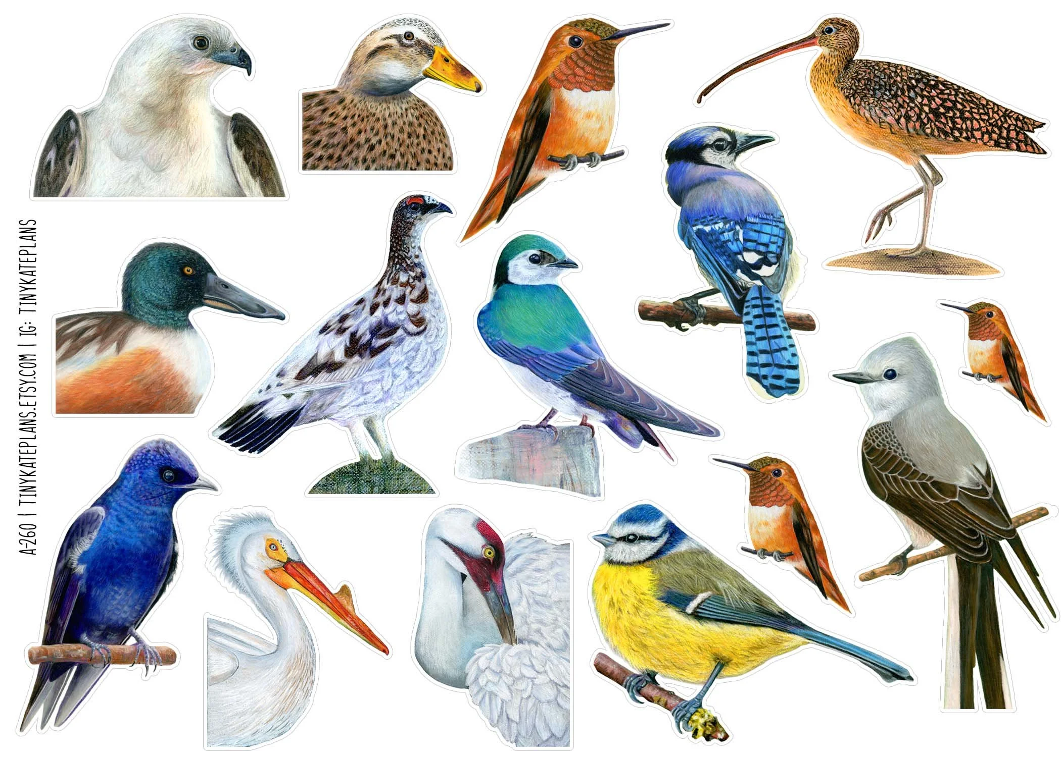 A-260 realistic birds three 5x7.jpg