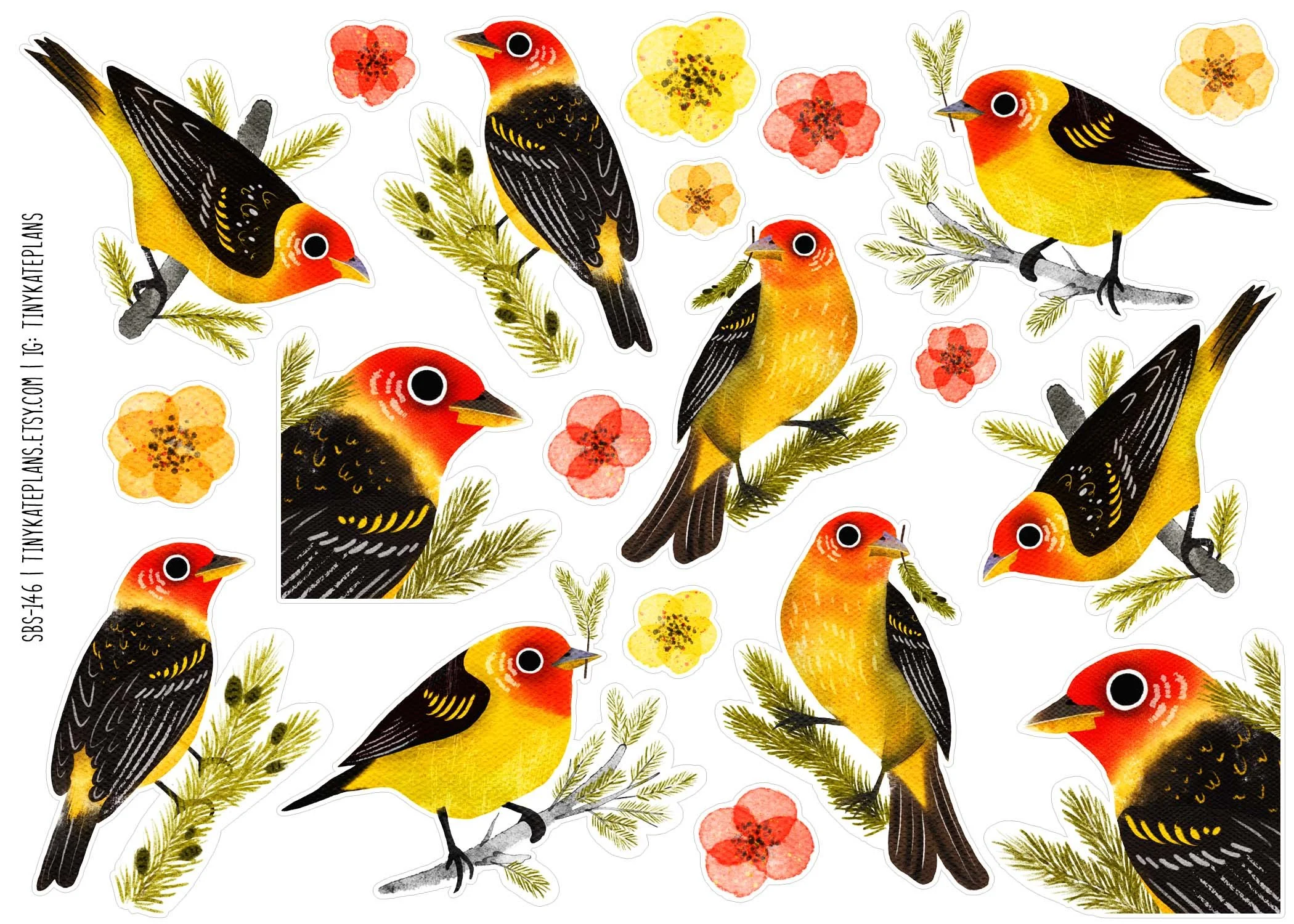 SBS-146 Western tanager 5x7.jpg