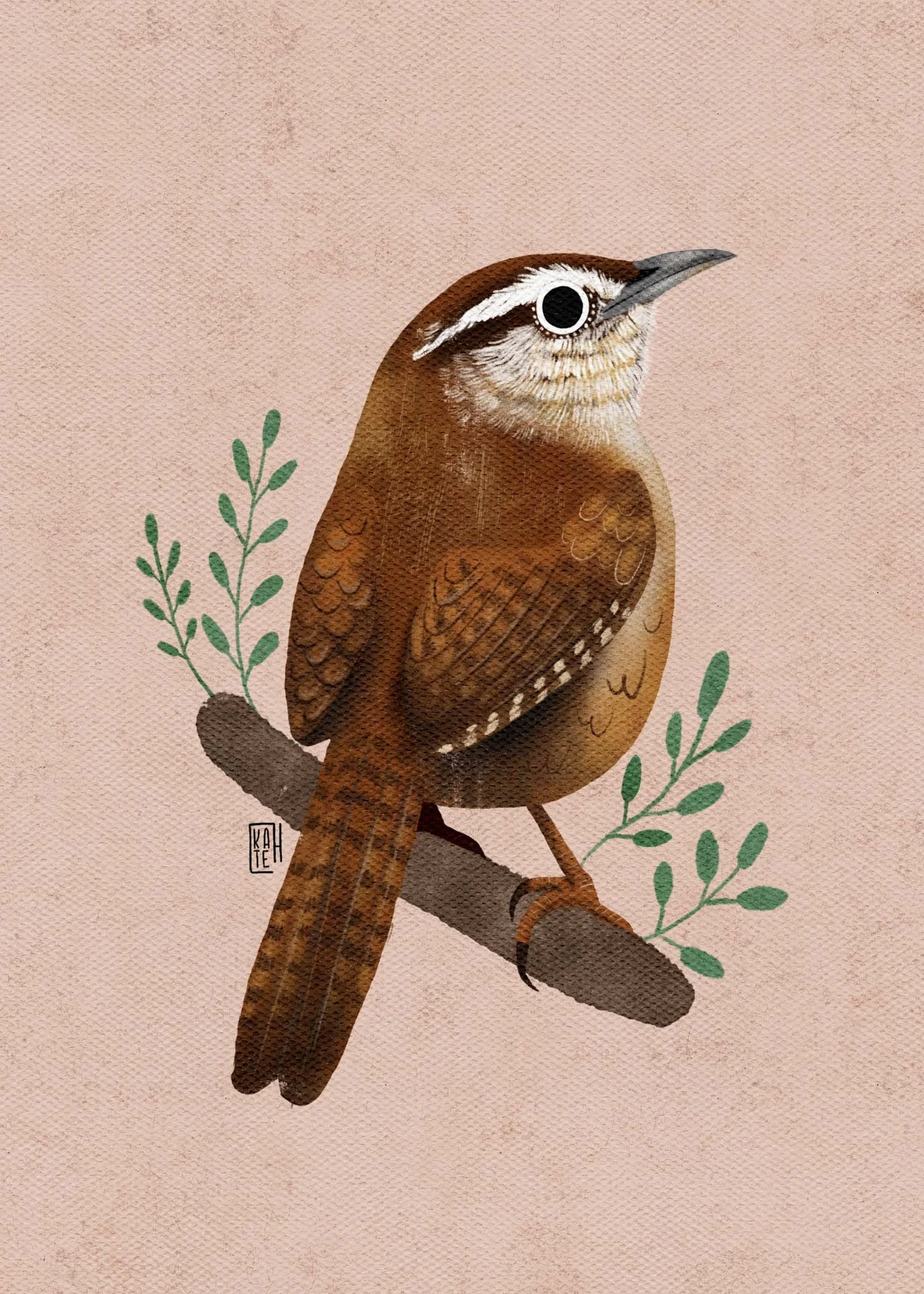 SBC-142 carolina wren-4.jpg