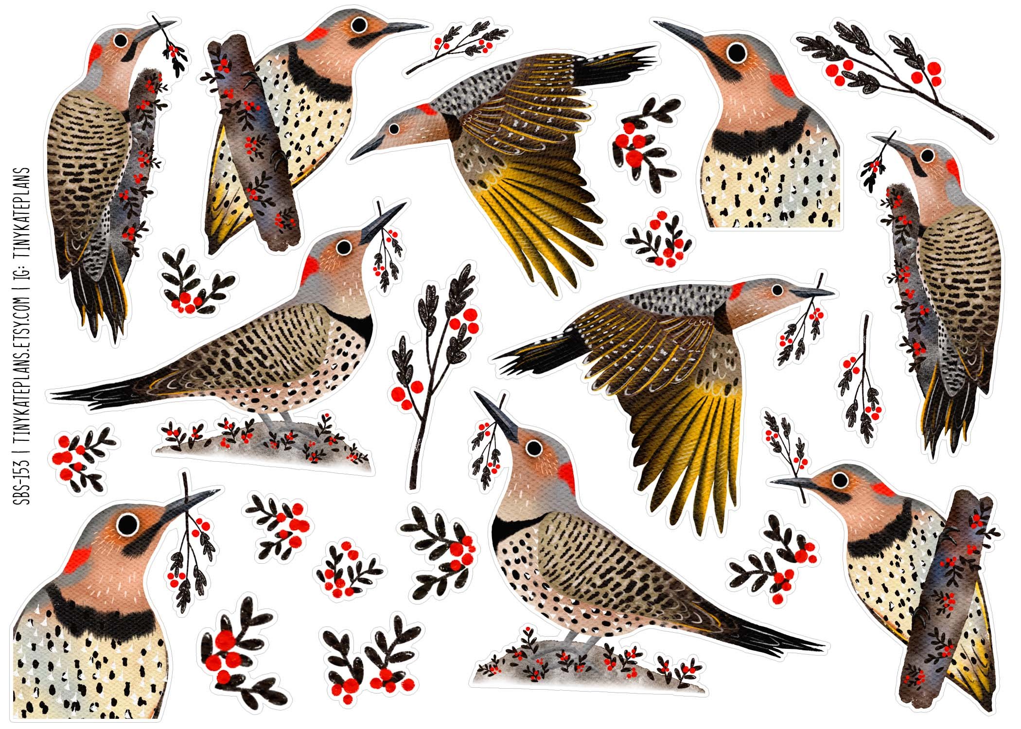 SBS-153 Northern flicker 5x7.jpg
