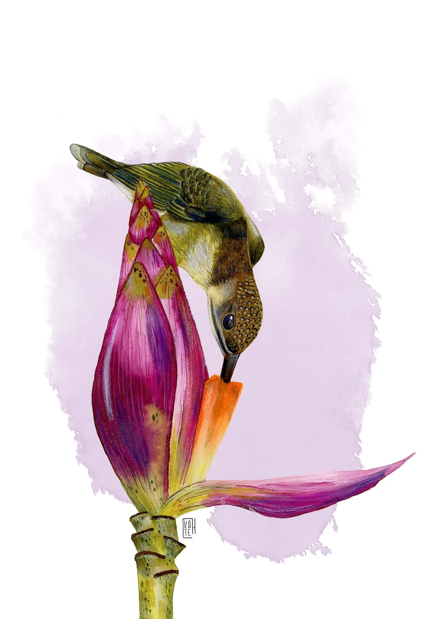 IN-102 Little spiderhunter 5x7.jpg