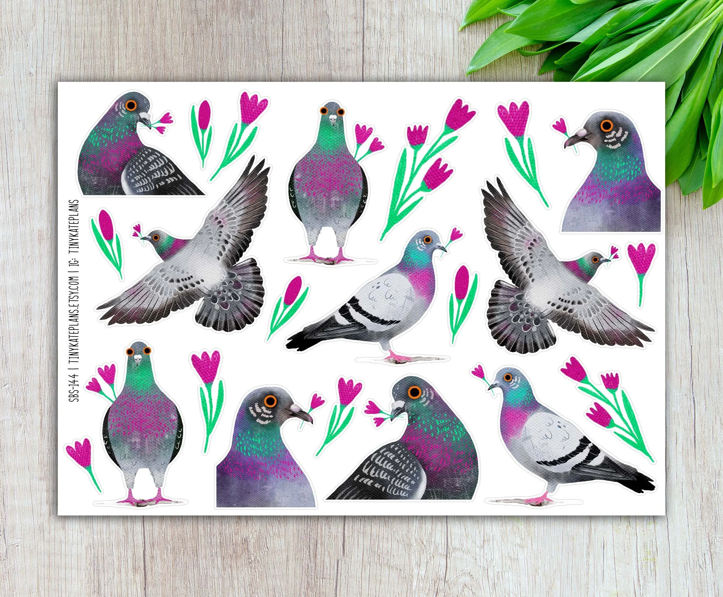 SBS-144 rock pigeon 5x7 etsy.jpg