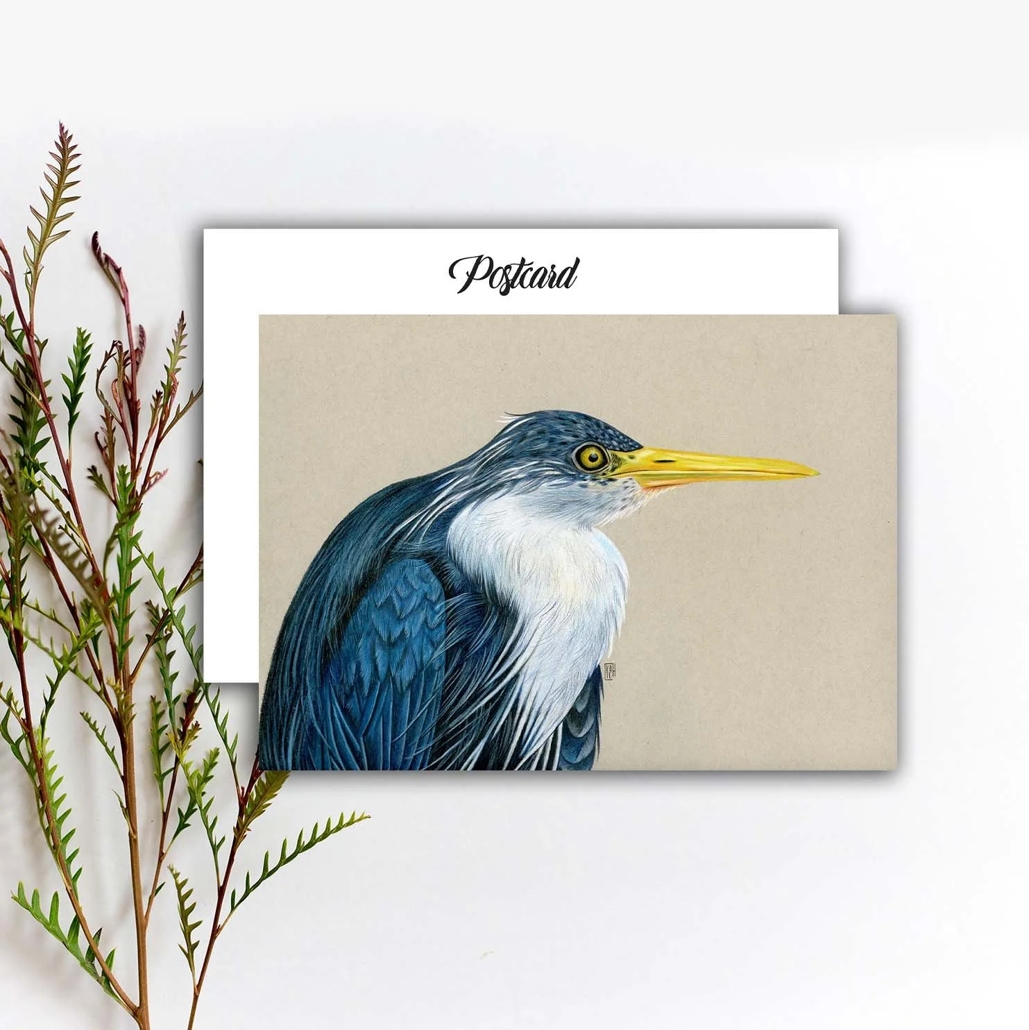Pied Heron Bird Postcard, Colored Pencil Bird Postcard, Realistic Water Bird Postcard, Penpal Heron Card. PC-117