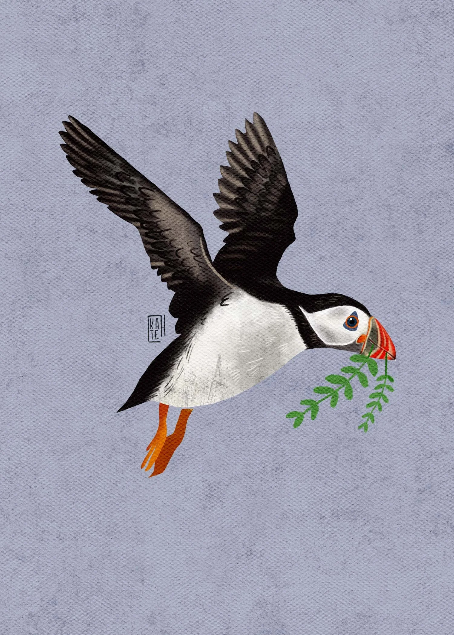 SBC-149 atlantic puffin-4.jpg