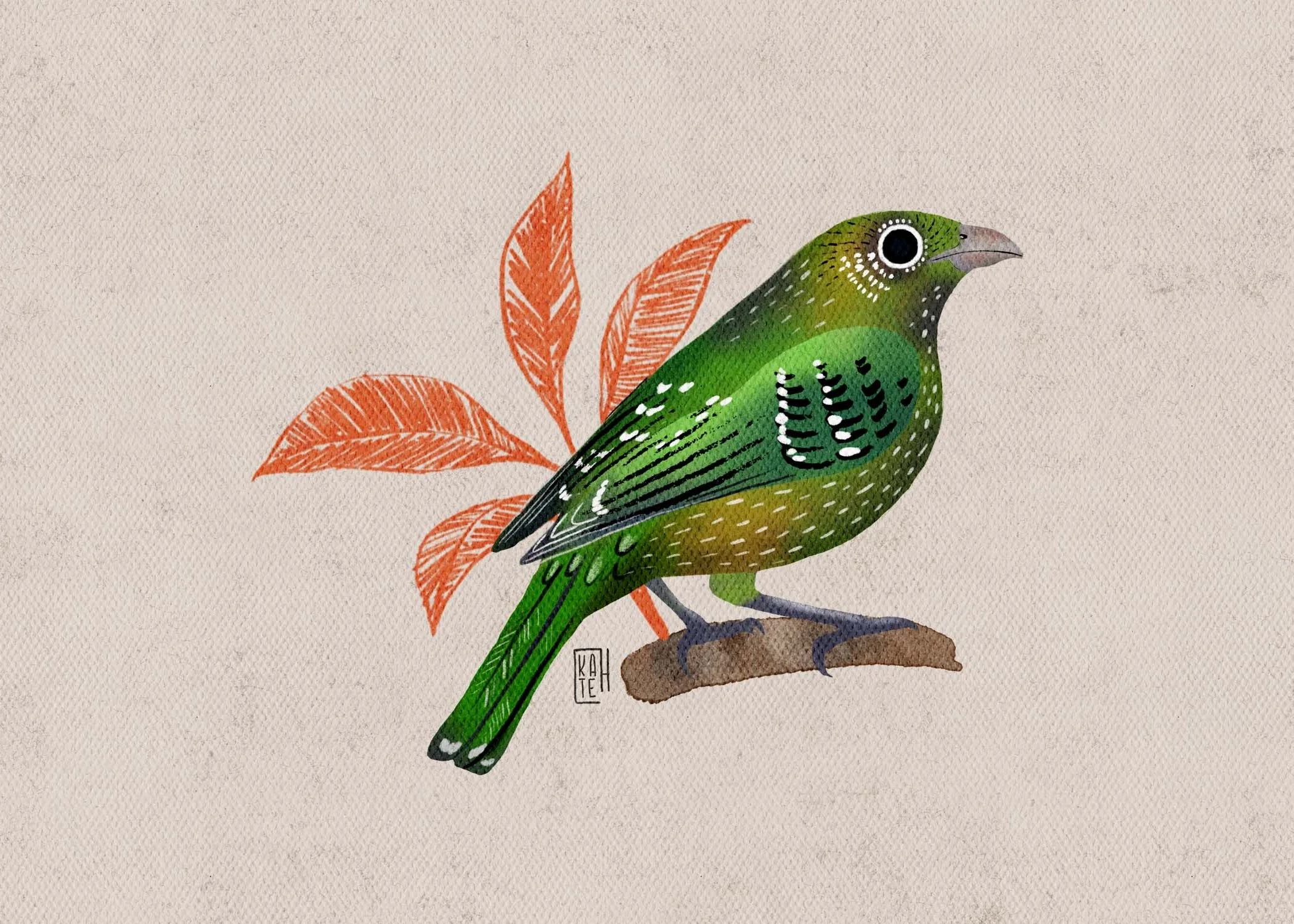SBC-151 green catbird-3.jpg