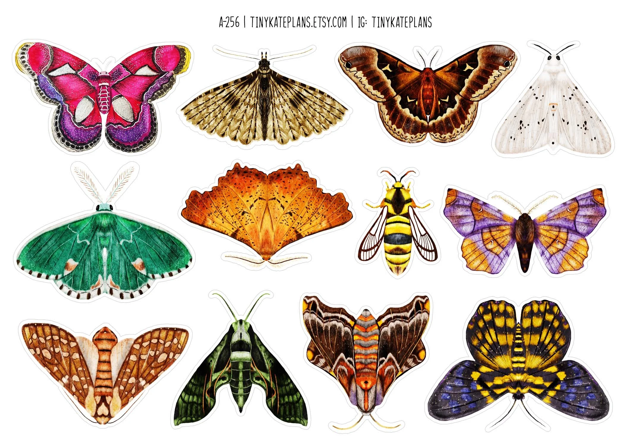 A-256 moths of the world 5x7.jpg