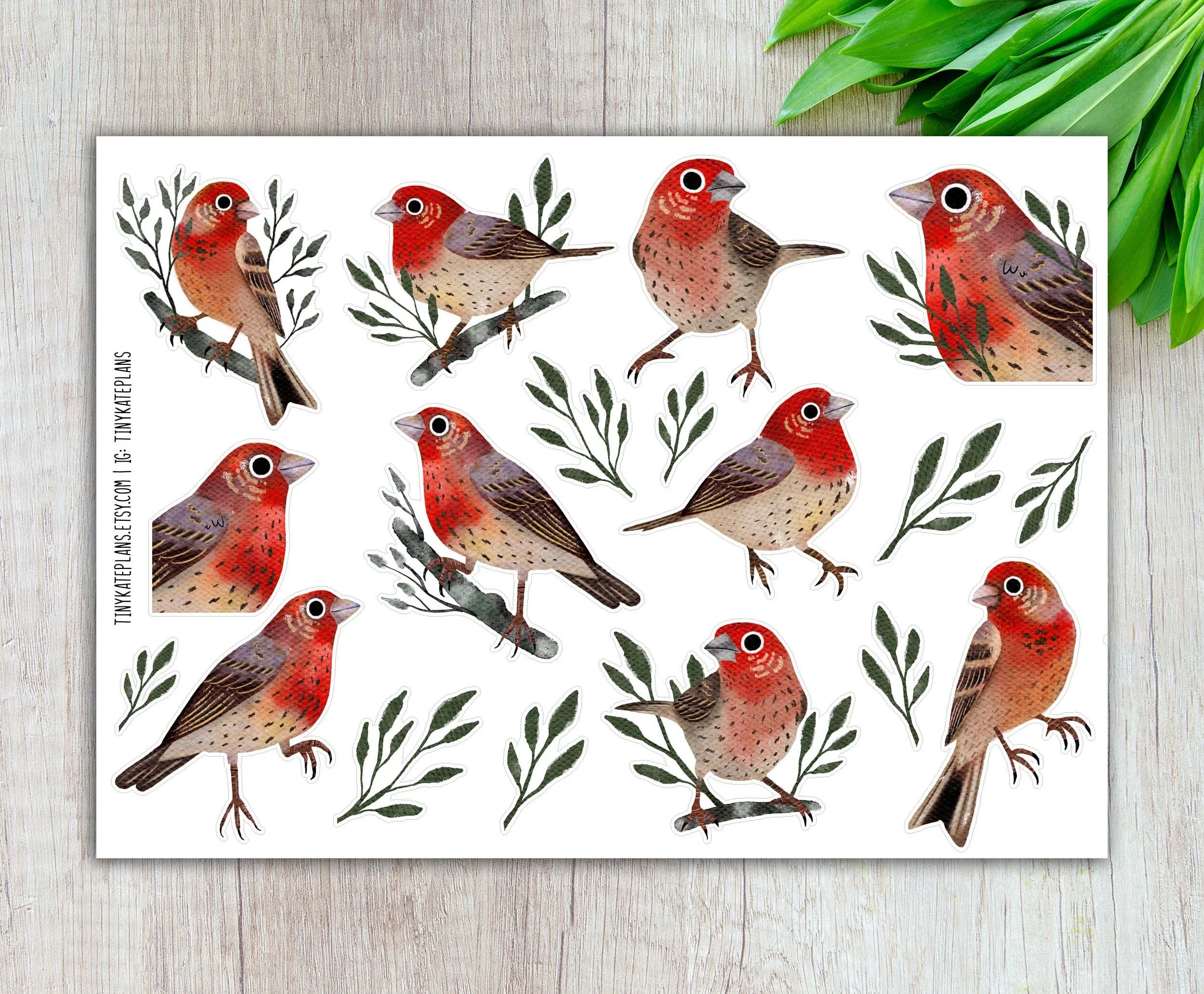 SBS-143 House finch 5x7 etsy.jpg