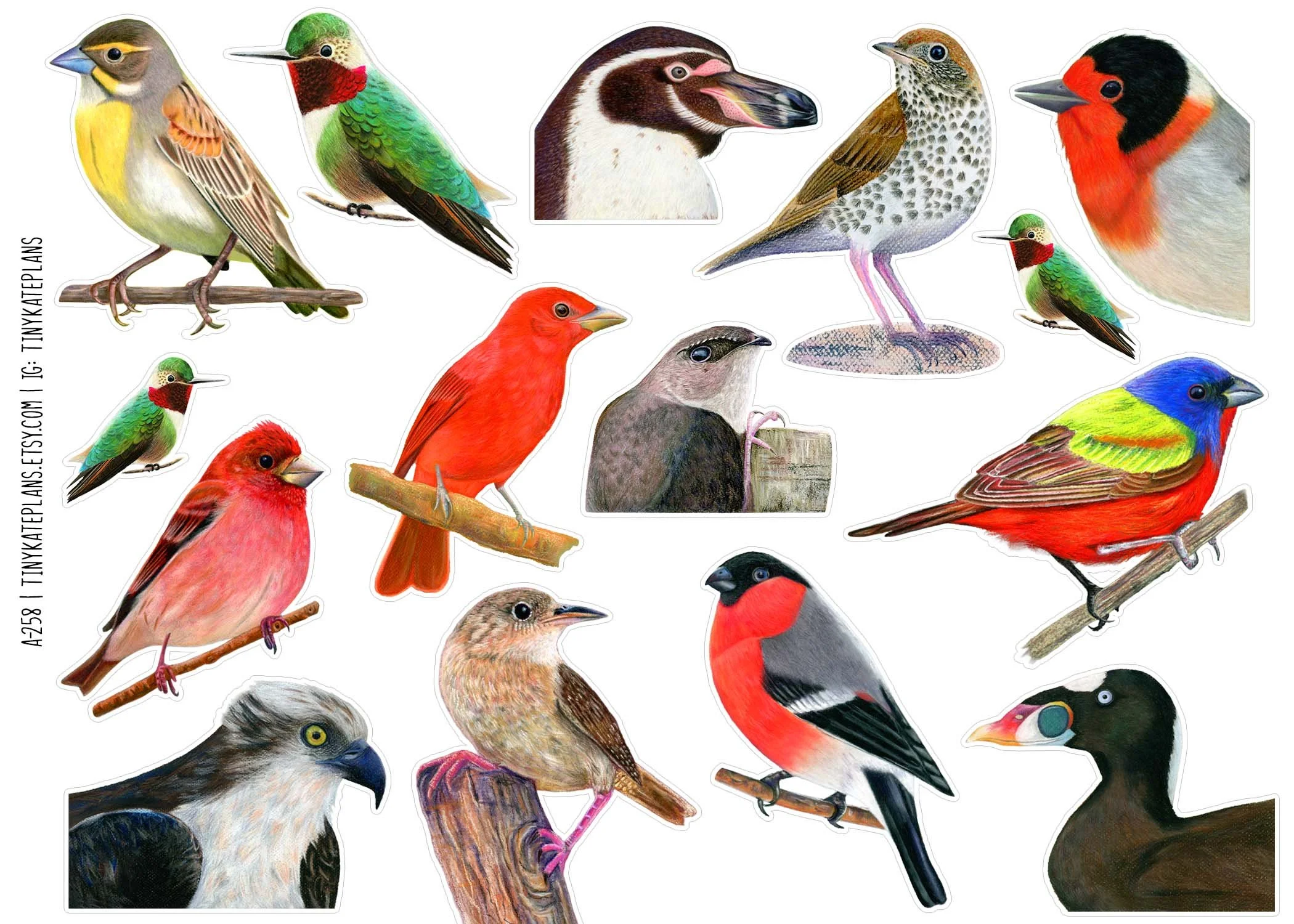 A-258 realistic birds two 5x7.jpg