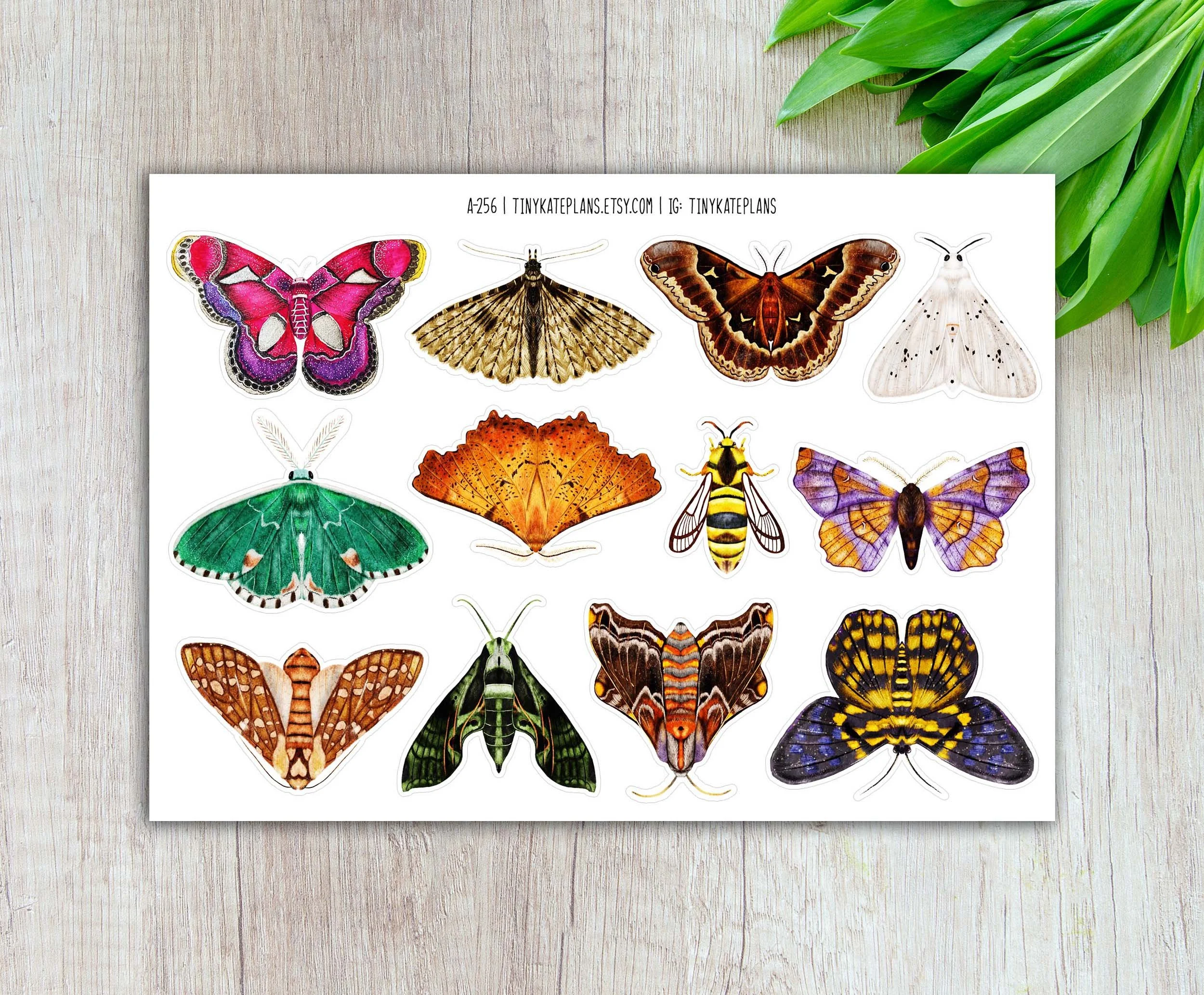 A-256 moths of the world 5x7 etsy.jpg