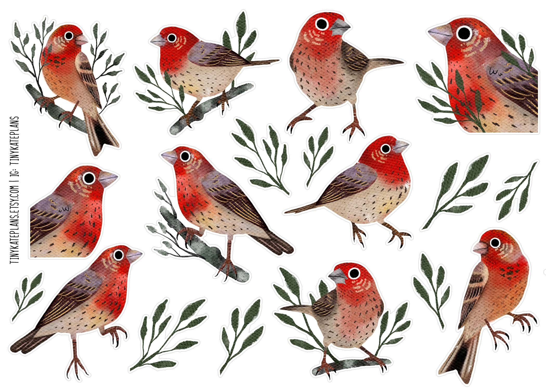 SBS-143 House finch 5x7.jpg