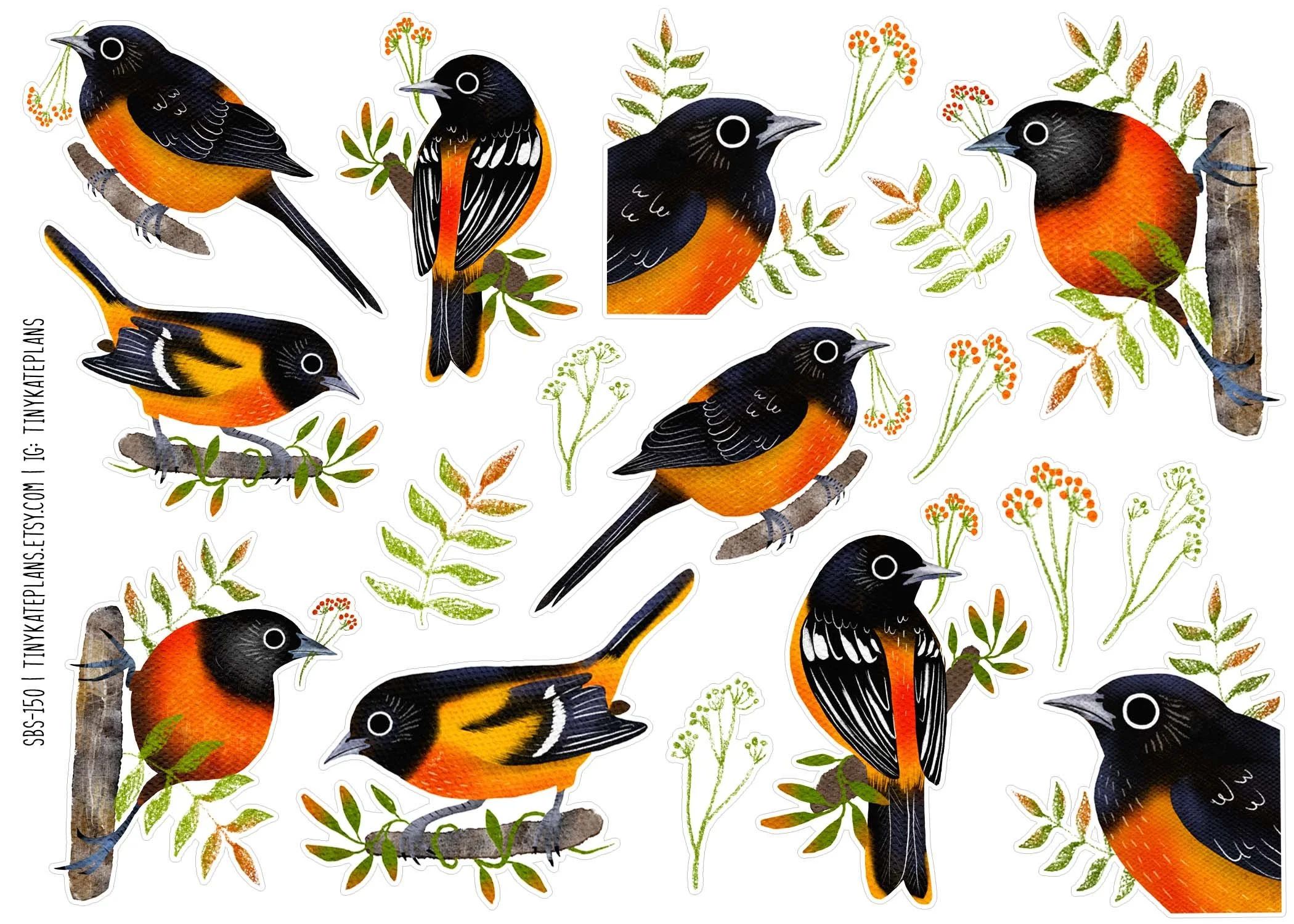 SBS-150 Baltimore oriole 5x7.jpg