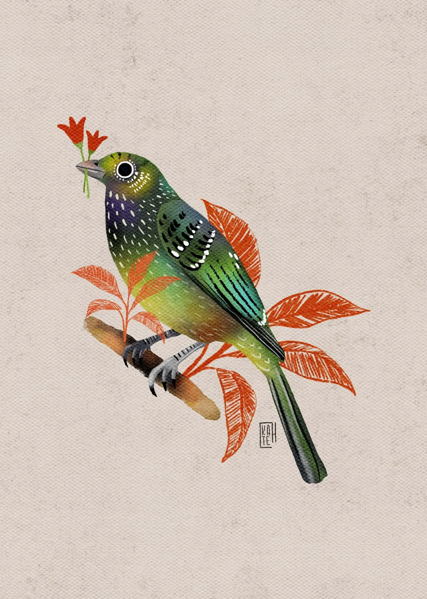 SBC-151 green catbird-1.jpg