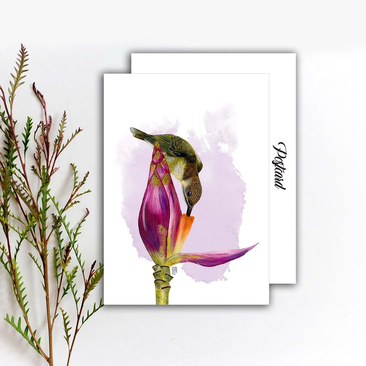 Little Spiderhunter Bird Postcard, Ink Bird Art Print, Long-billed Nectar-feeding Bird Postcard, IN-102