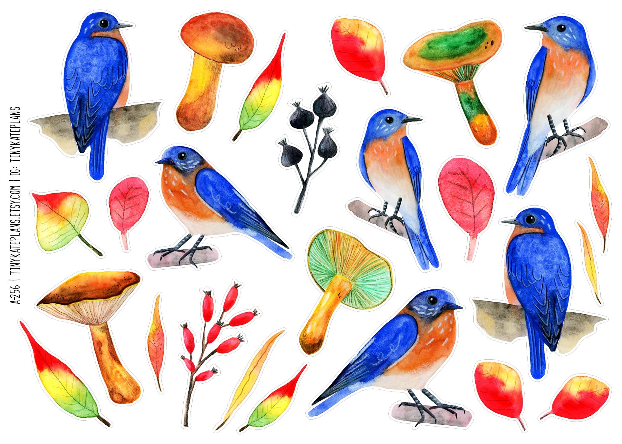 A-255 eastern bluebirds and shrooms 5x7.jpg