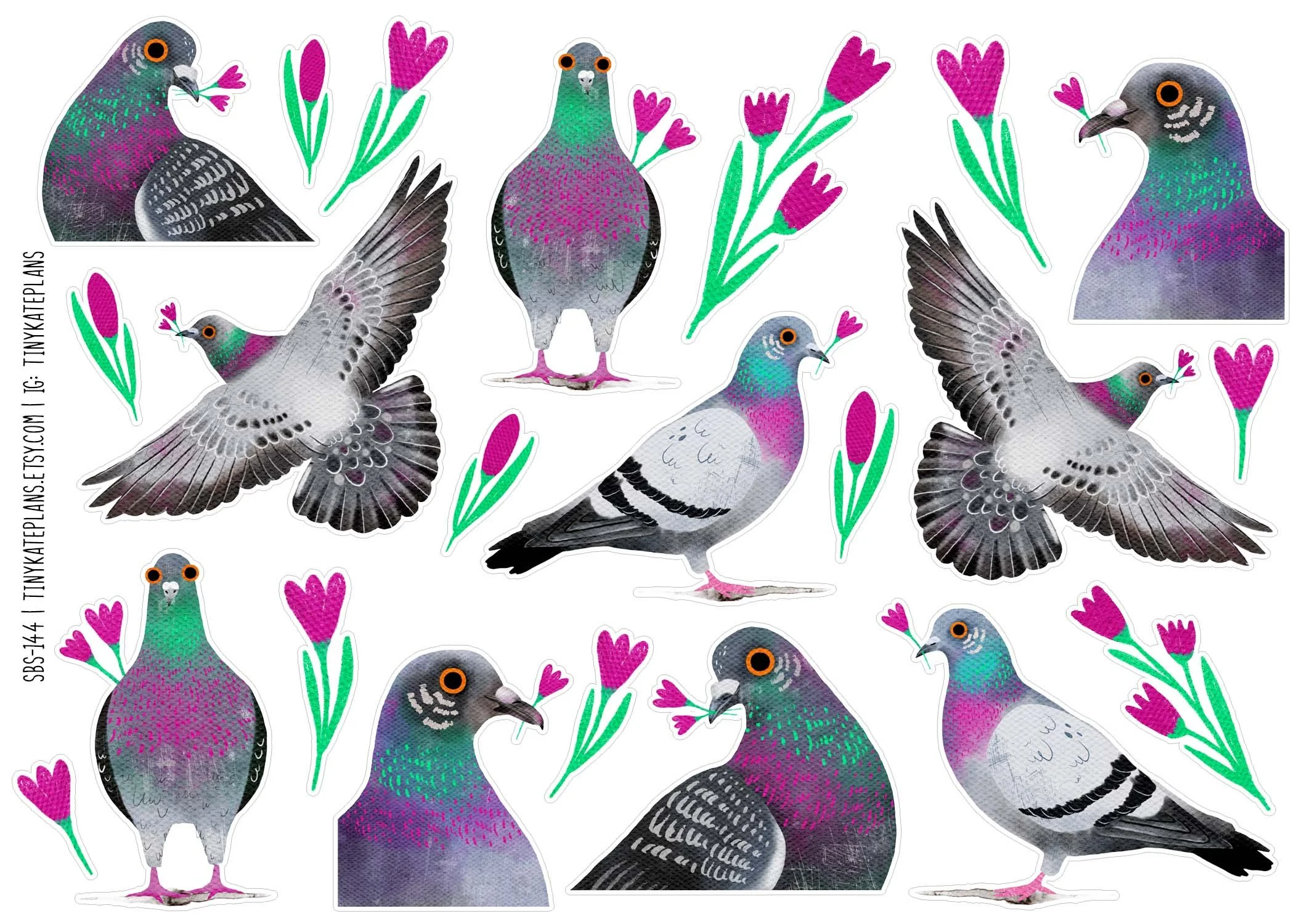 SBS-144 rock pigeon 5x7.jpg