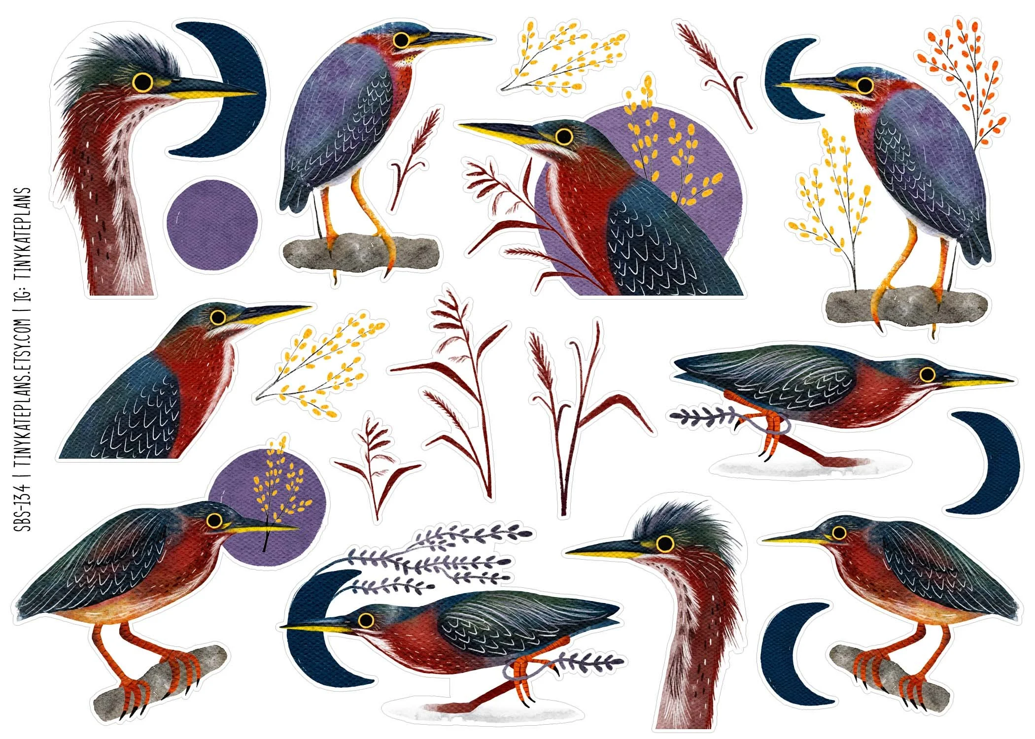 SBS-134 Green heron 5x7.jpg