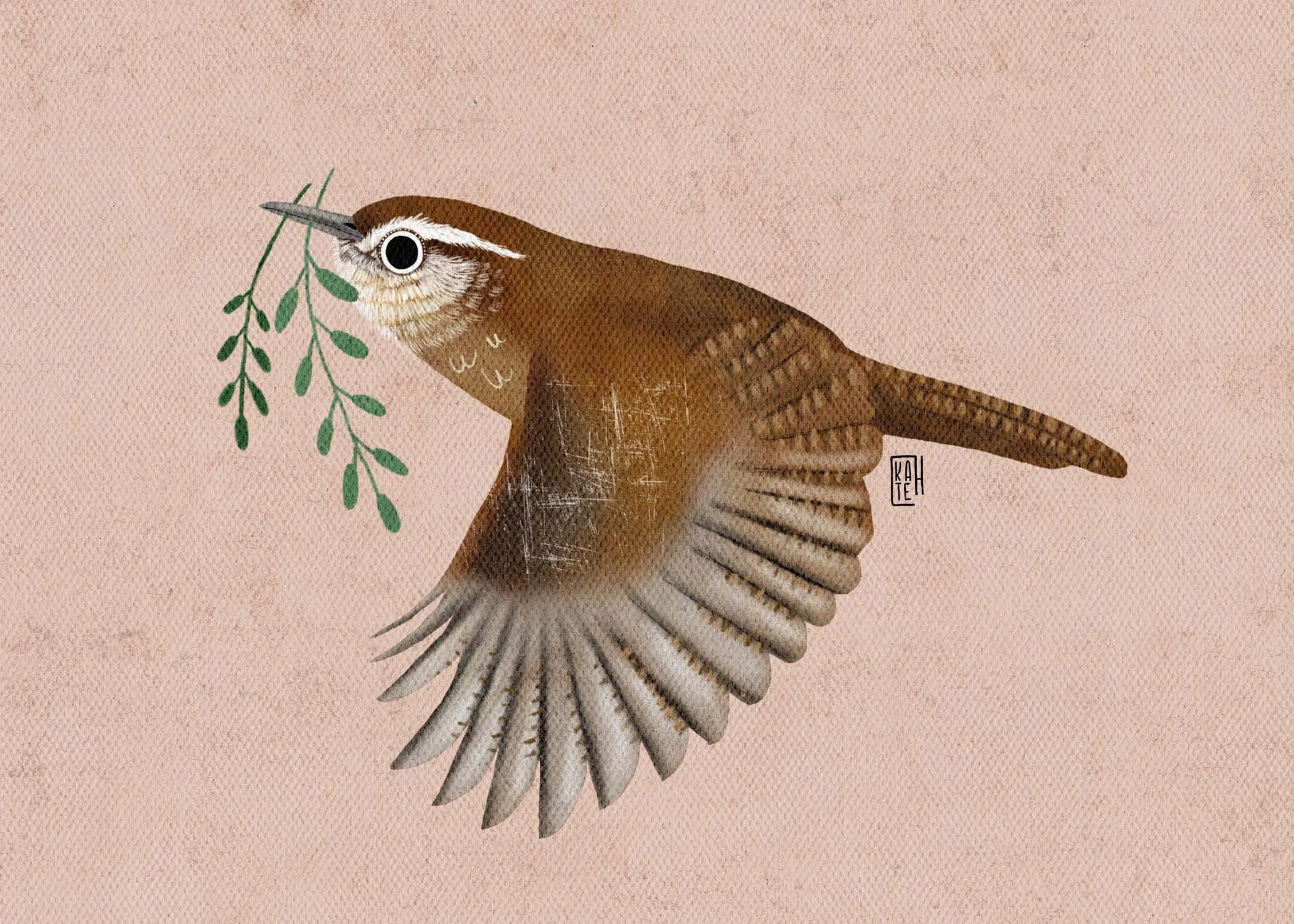 SBC-142 carolina wren-5.jpg