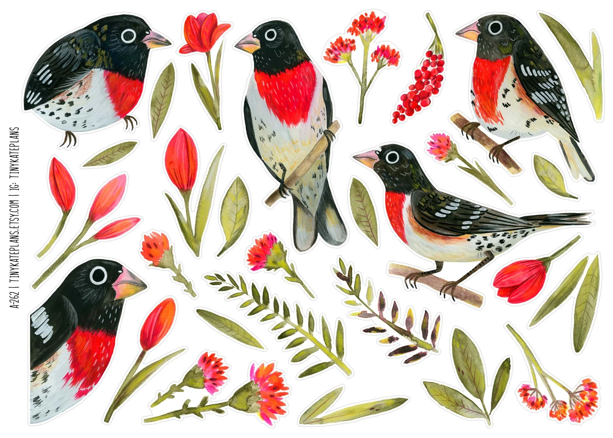 A-262 Rose breasted grosbeak 5x7.jpg