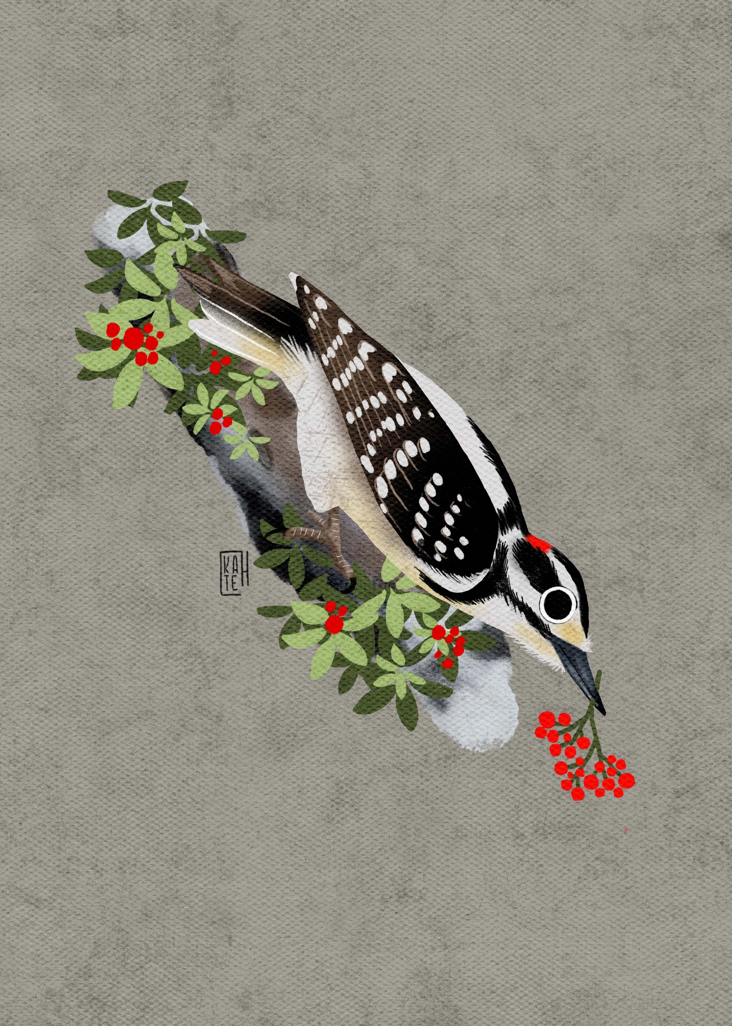 SBC-148 Downy Woodpecker-4.jpg