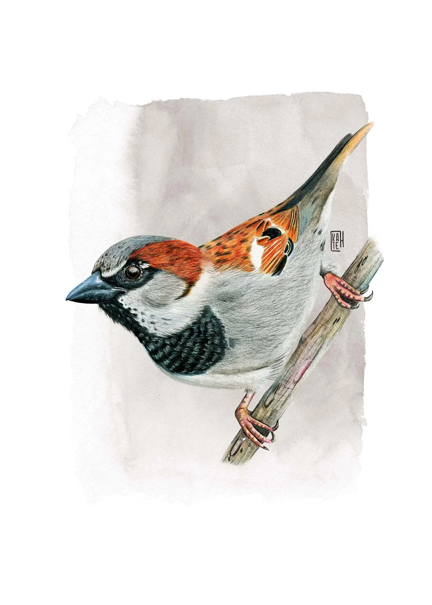 PC-116 house sparrow 5x7.jpg