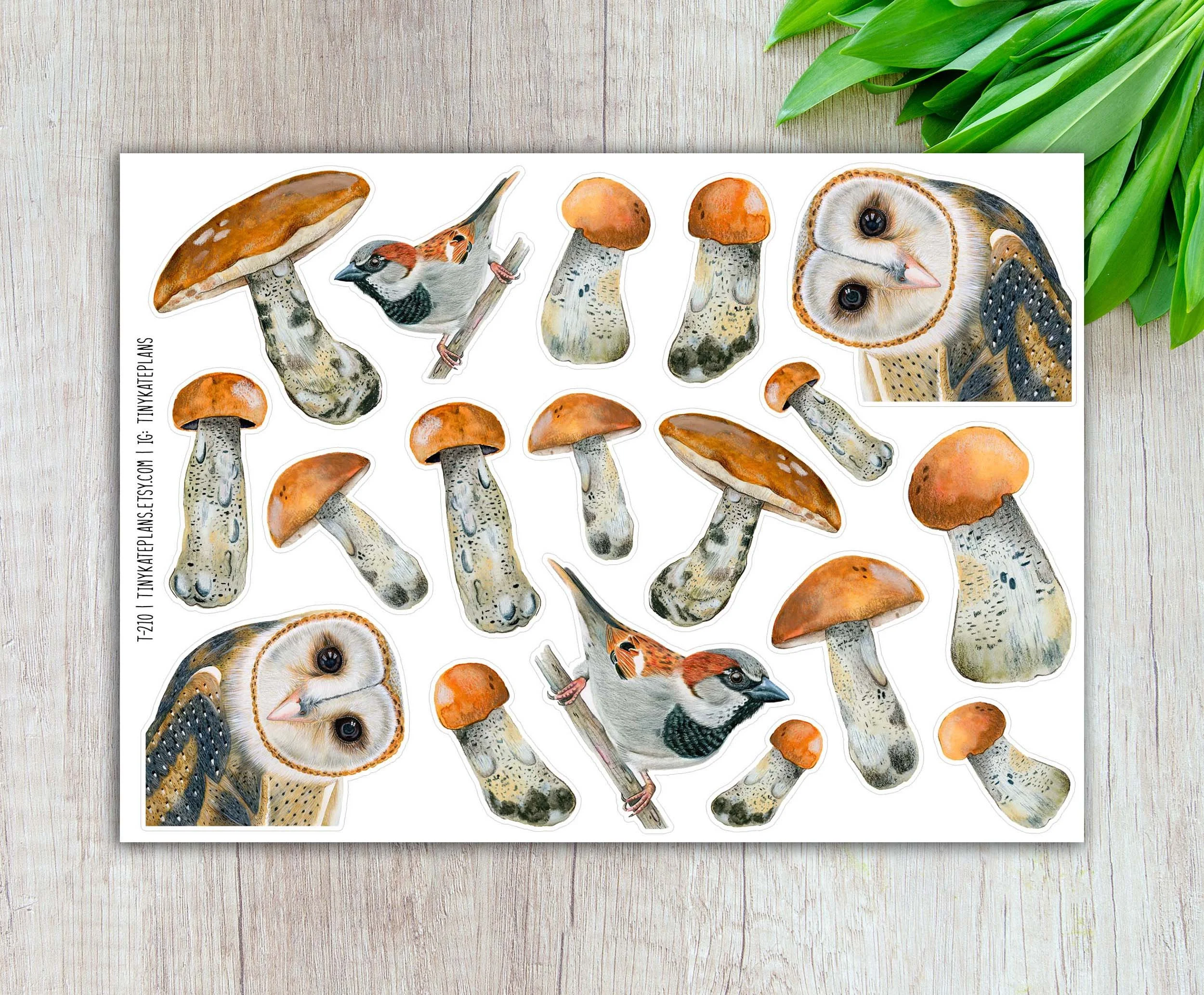 T-210 barn owl and shrooms 5x7 etsy.jpg (Copy)