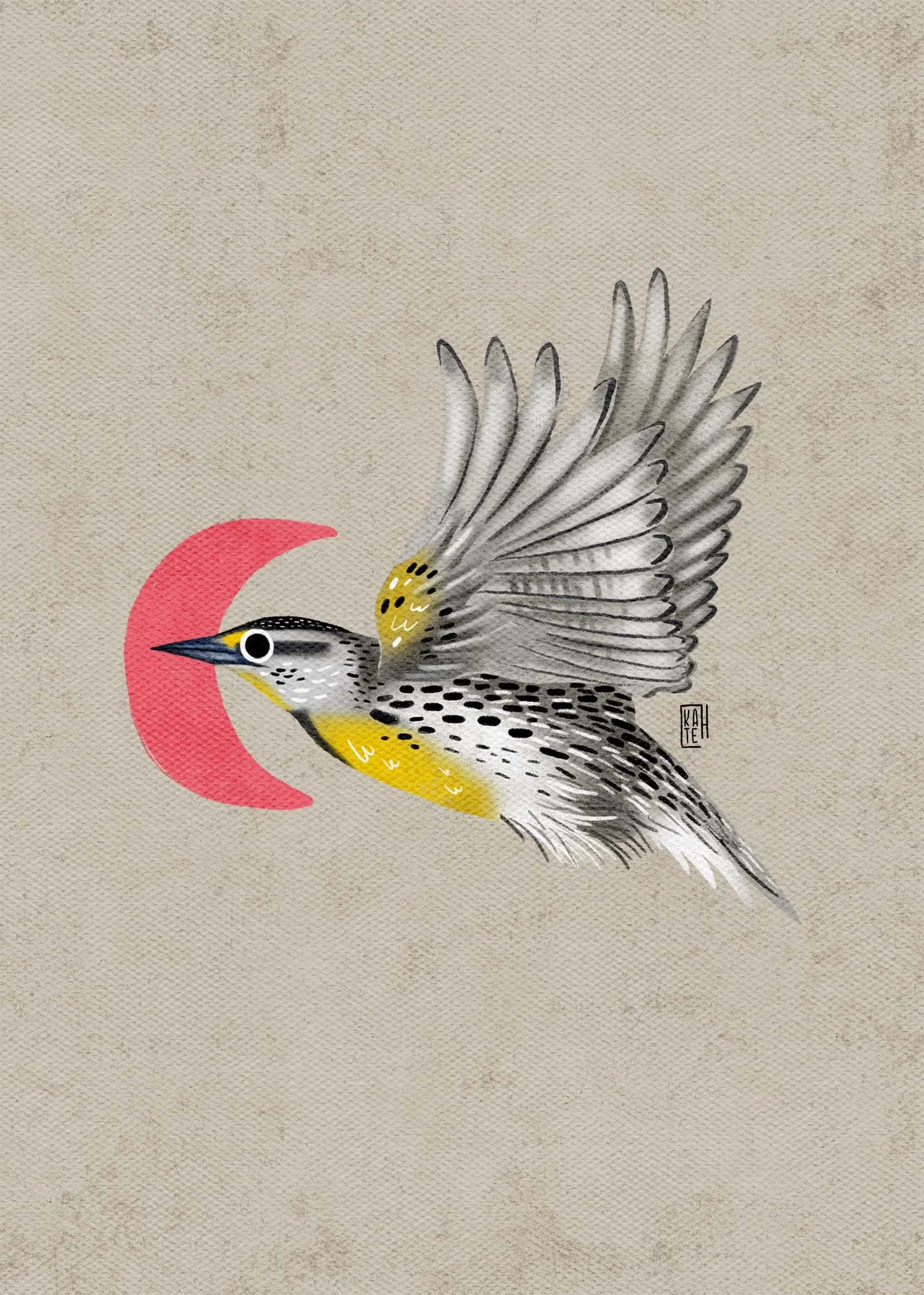 SBC-147 Eastern Meadowlark-5.jpg