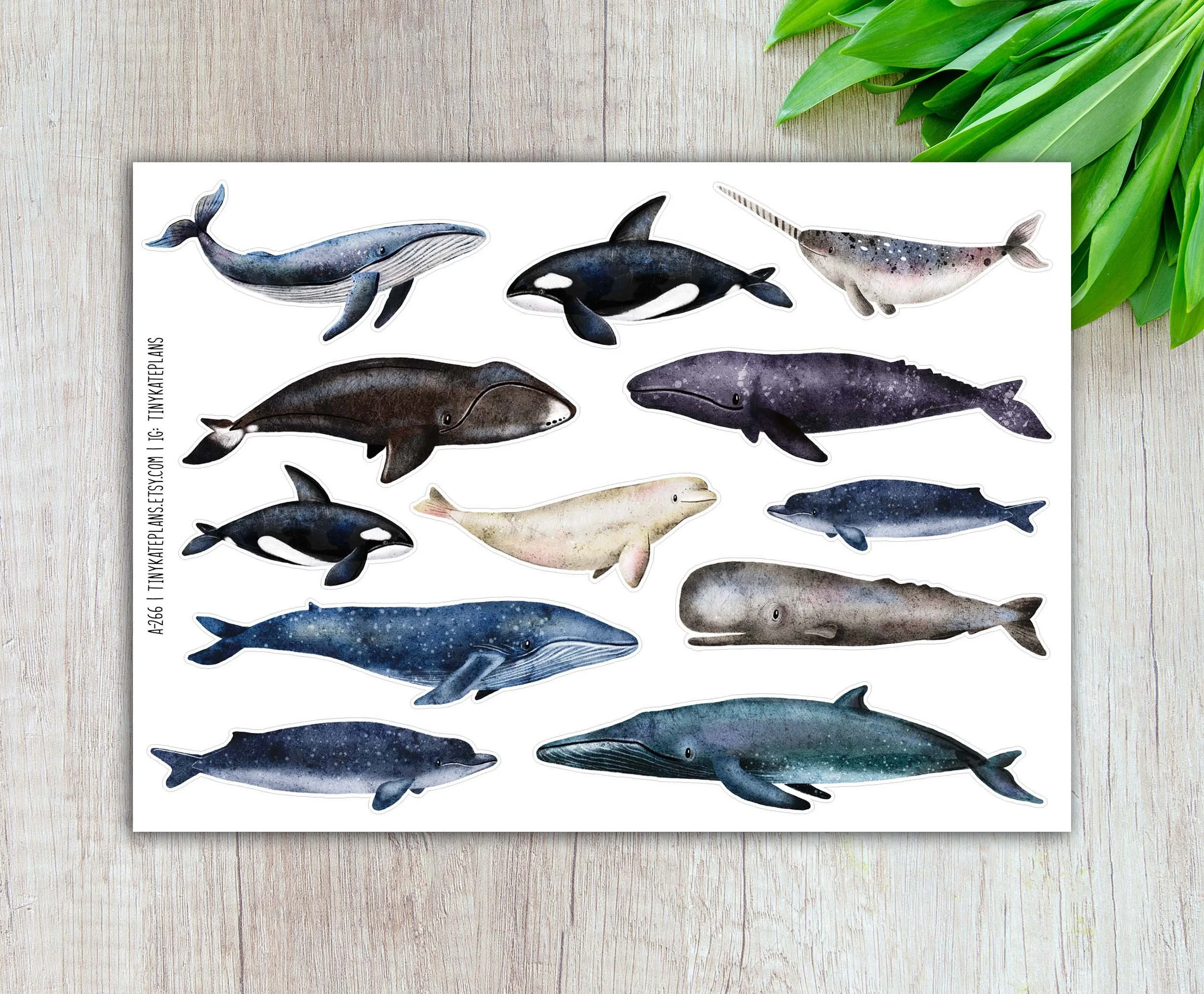 A-266 Whales 5x7 etsy.jpg