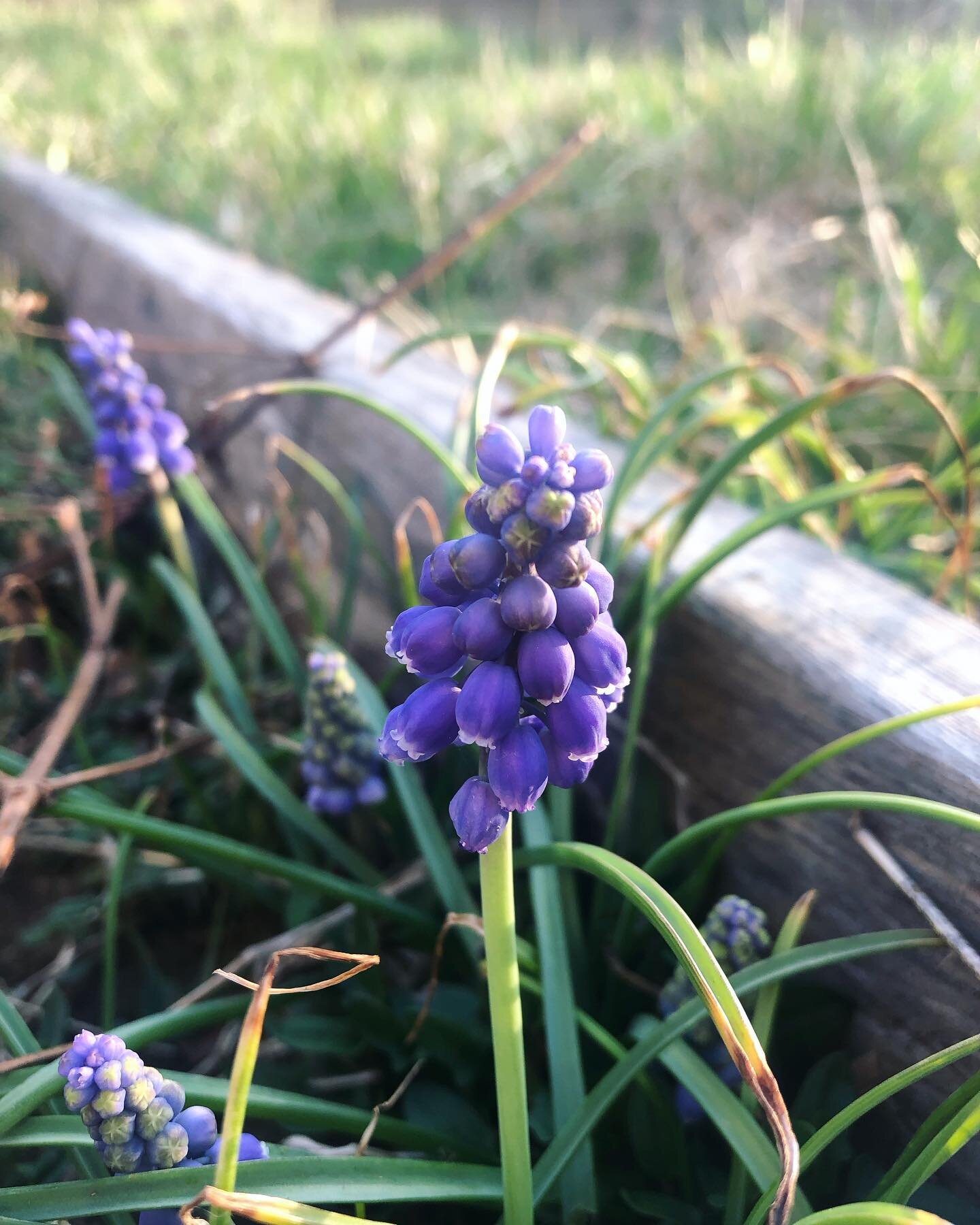 &ldquo;You gave me hyacinths first a year ago,
They called me the hyacinth girl.&rdquo;

Saying hello to these little wild grape hyacinths, among the first flowers of early spring. I love to make a beautiful light purple syrup with the buds, which sm