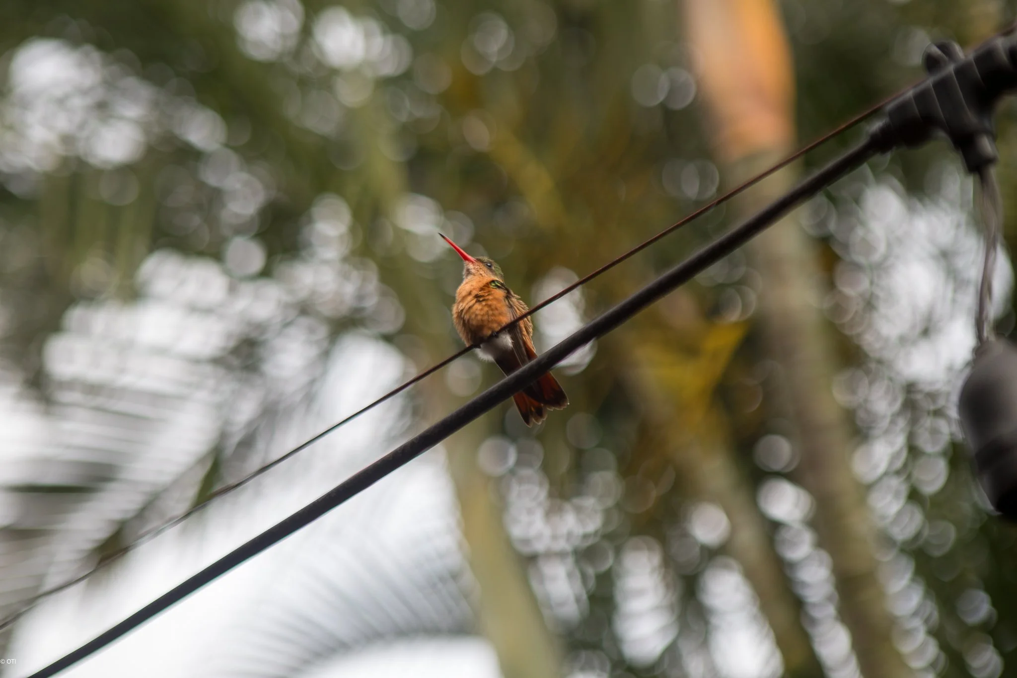 Cinnamon Hummingbird in La Fortuna, Costa Rica