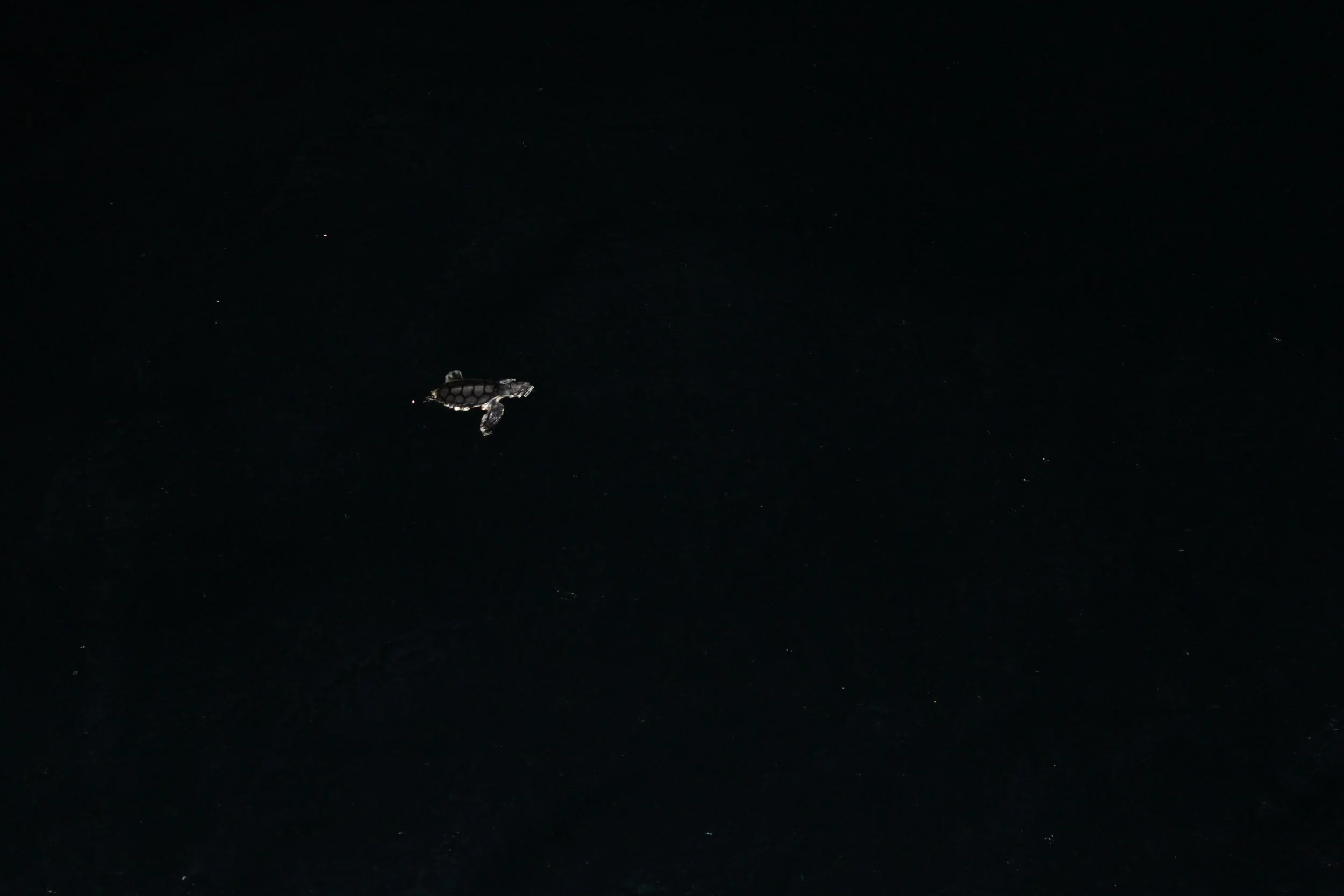 A baby sea turtle swims near our fishing vessel for night time protection off the coast of Cassini Island in Western Australia.