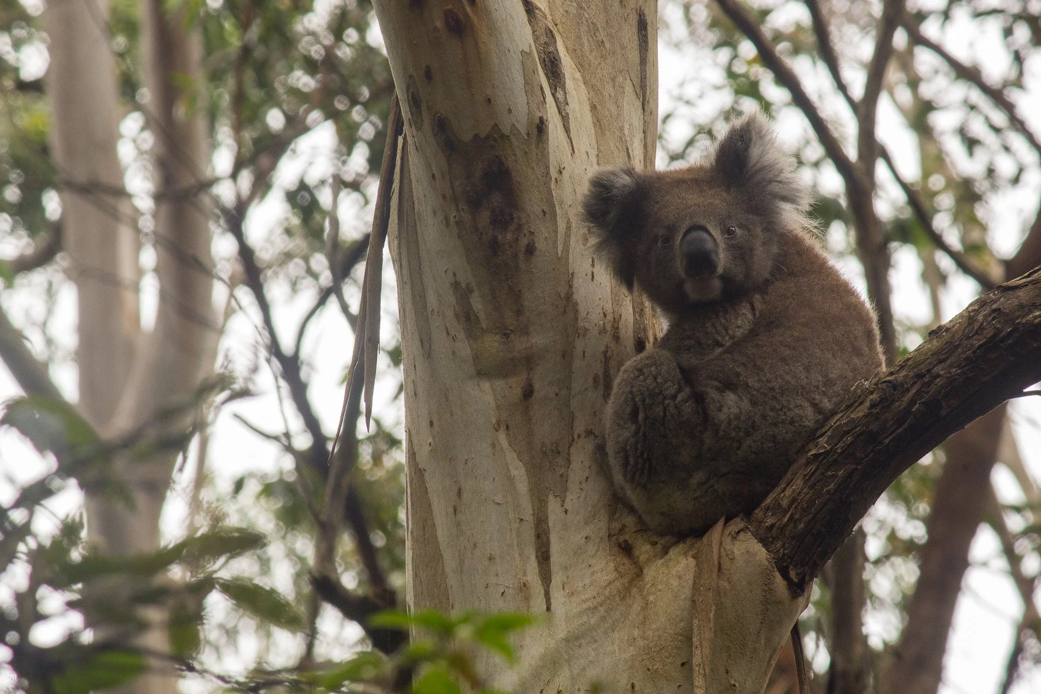 Koala in Great Otway National Park in Victoria, Australia.