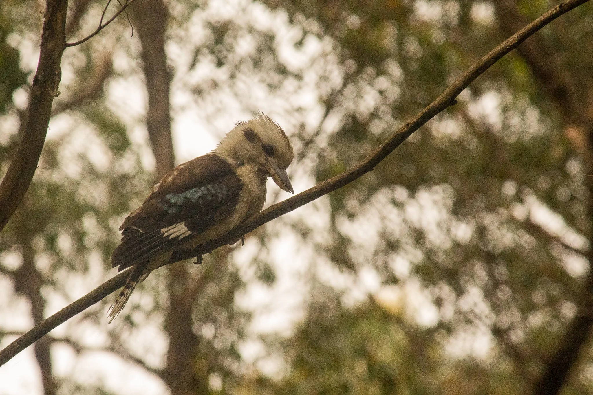 A Kookaburra in Grampians National Park - Victoria, Australia.