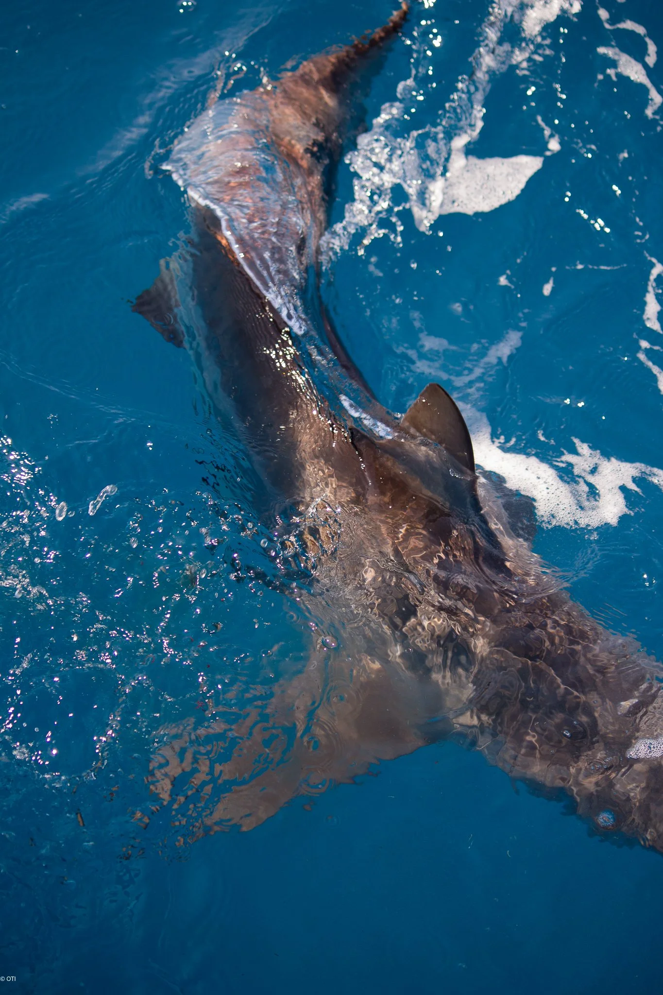 Bronze Whaler Shark in the waters of Western Australia