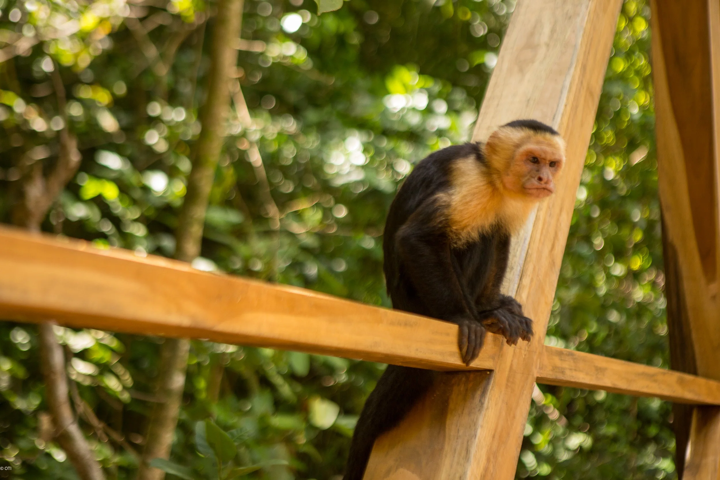 Capuchin Monkey in Manuel Antonio National Park - Quepos, Costa Rica.