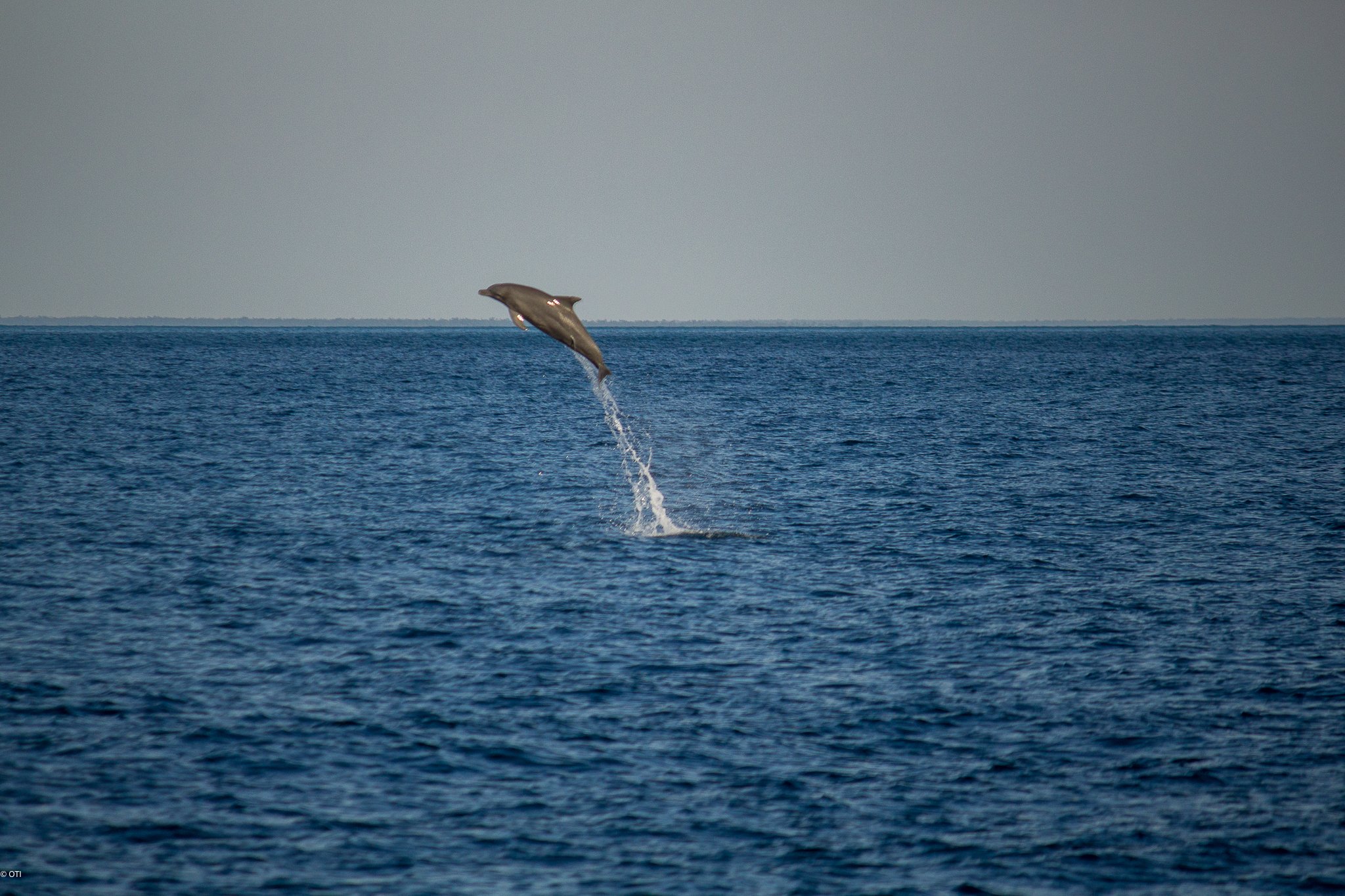 Dolphin jumping in the Timor Sea