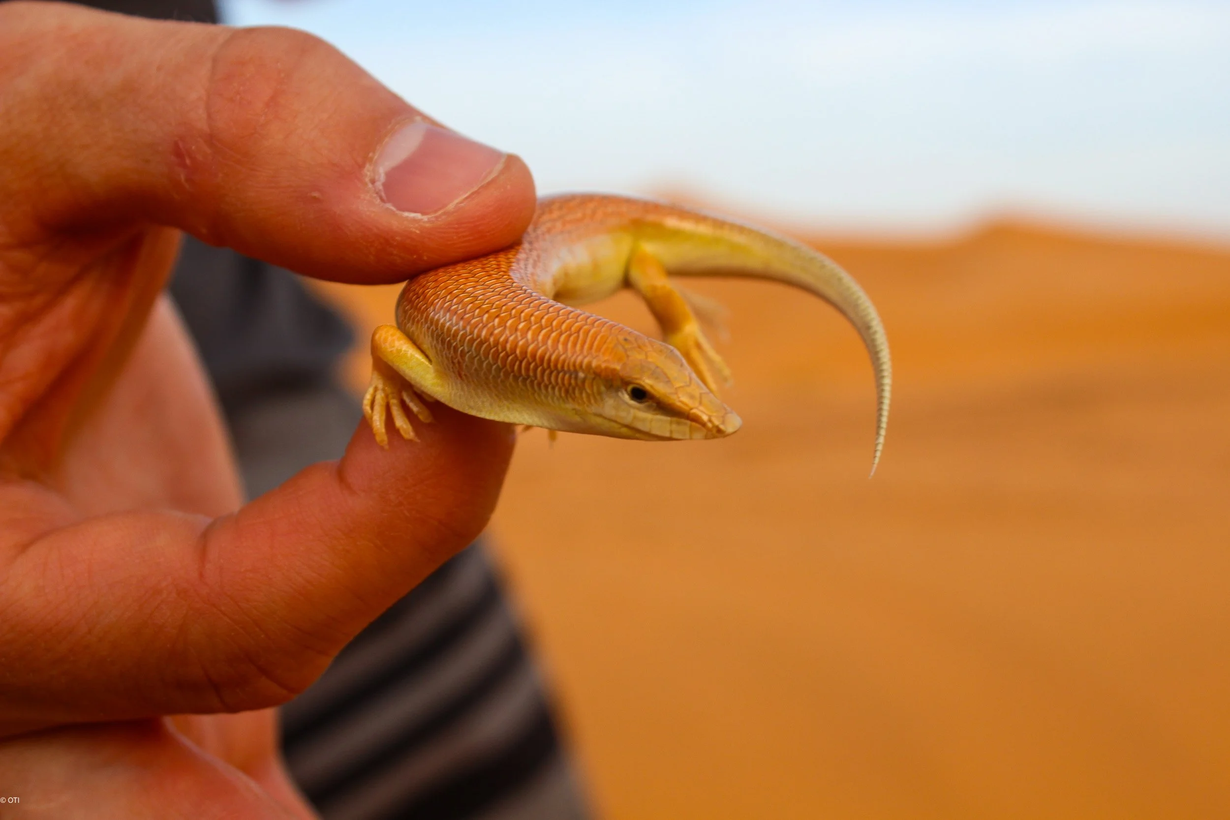 Sandfish Skink in the Sahara near Merzouga, Morocco.