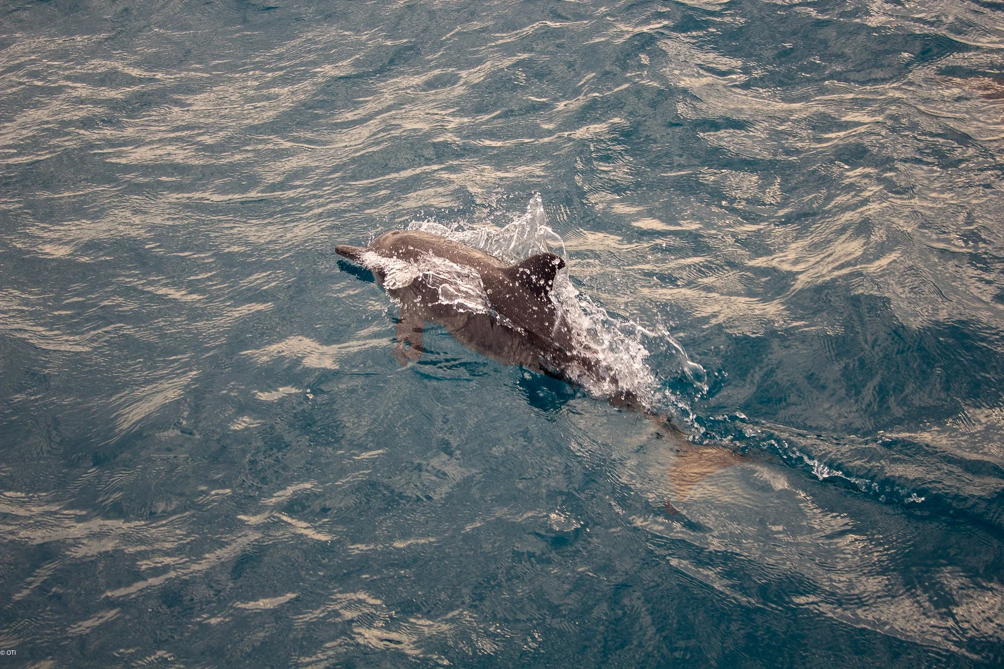 Dolphin off the Bow in Western Australia