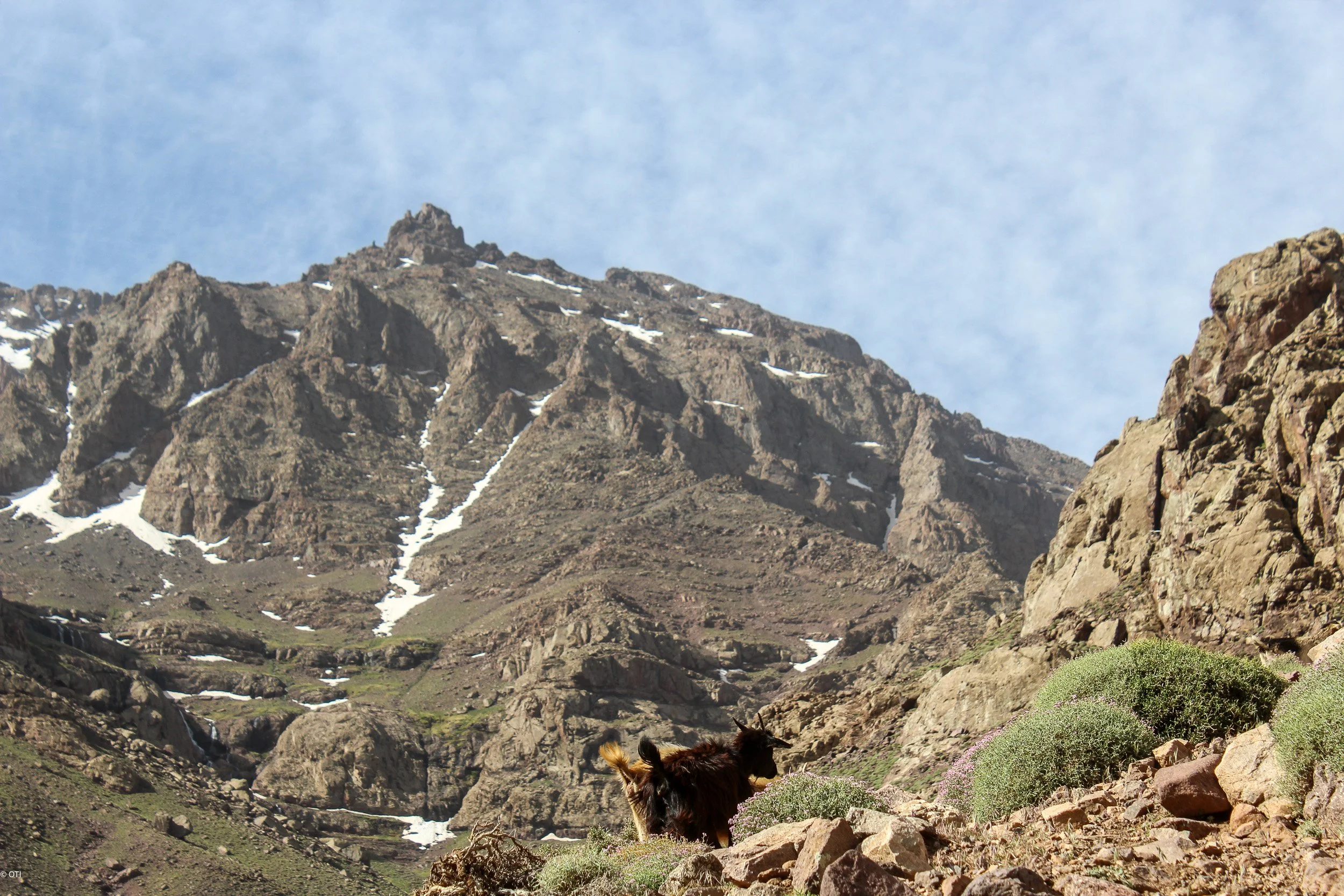 Mountain Goat - Toubkal National Park in Morocco.